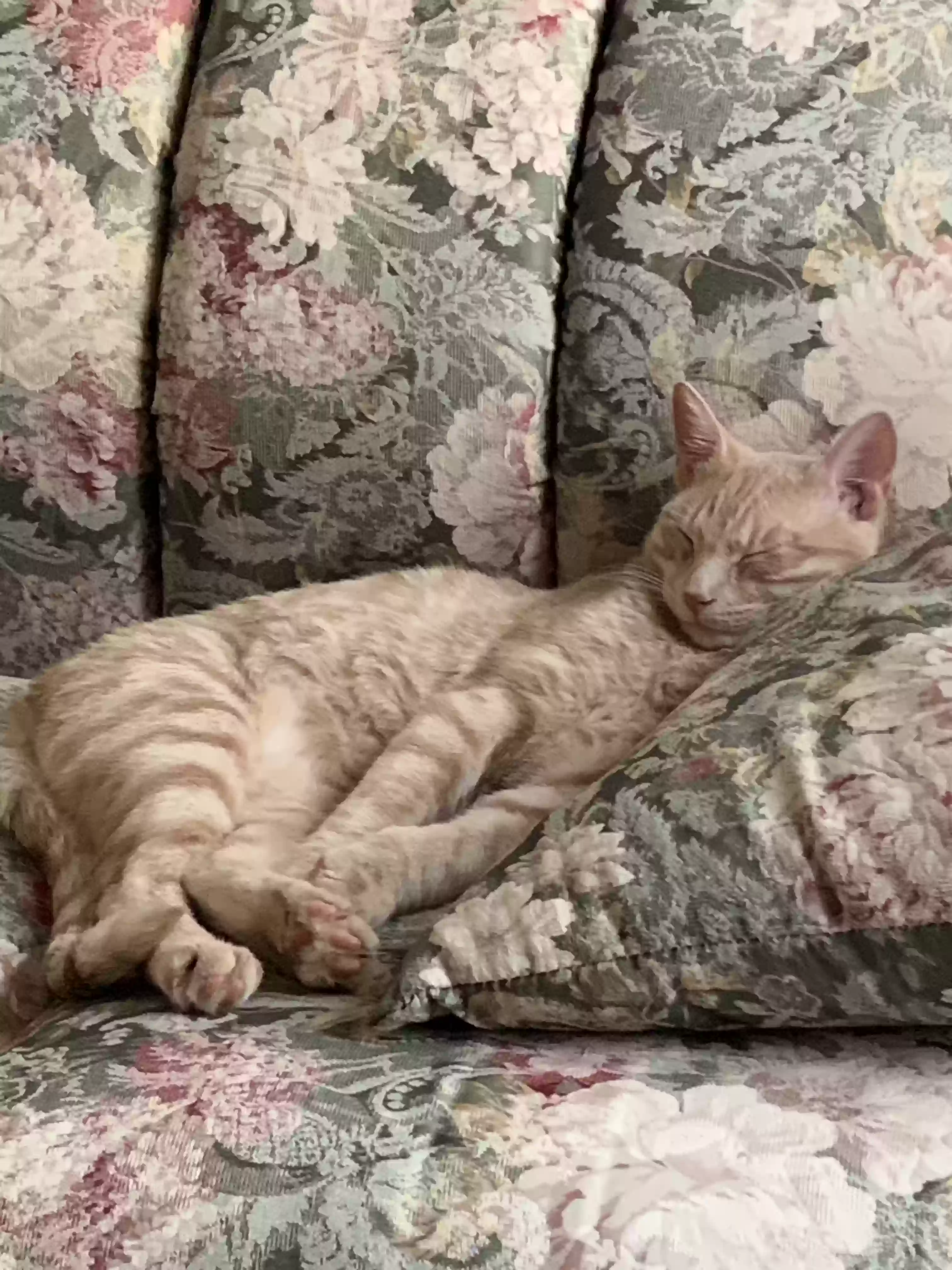 adoptable Cat in Plano,TX named Lovey