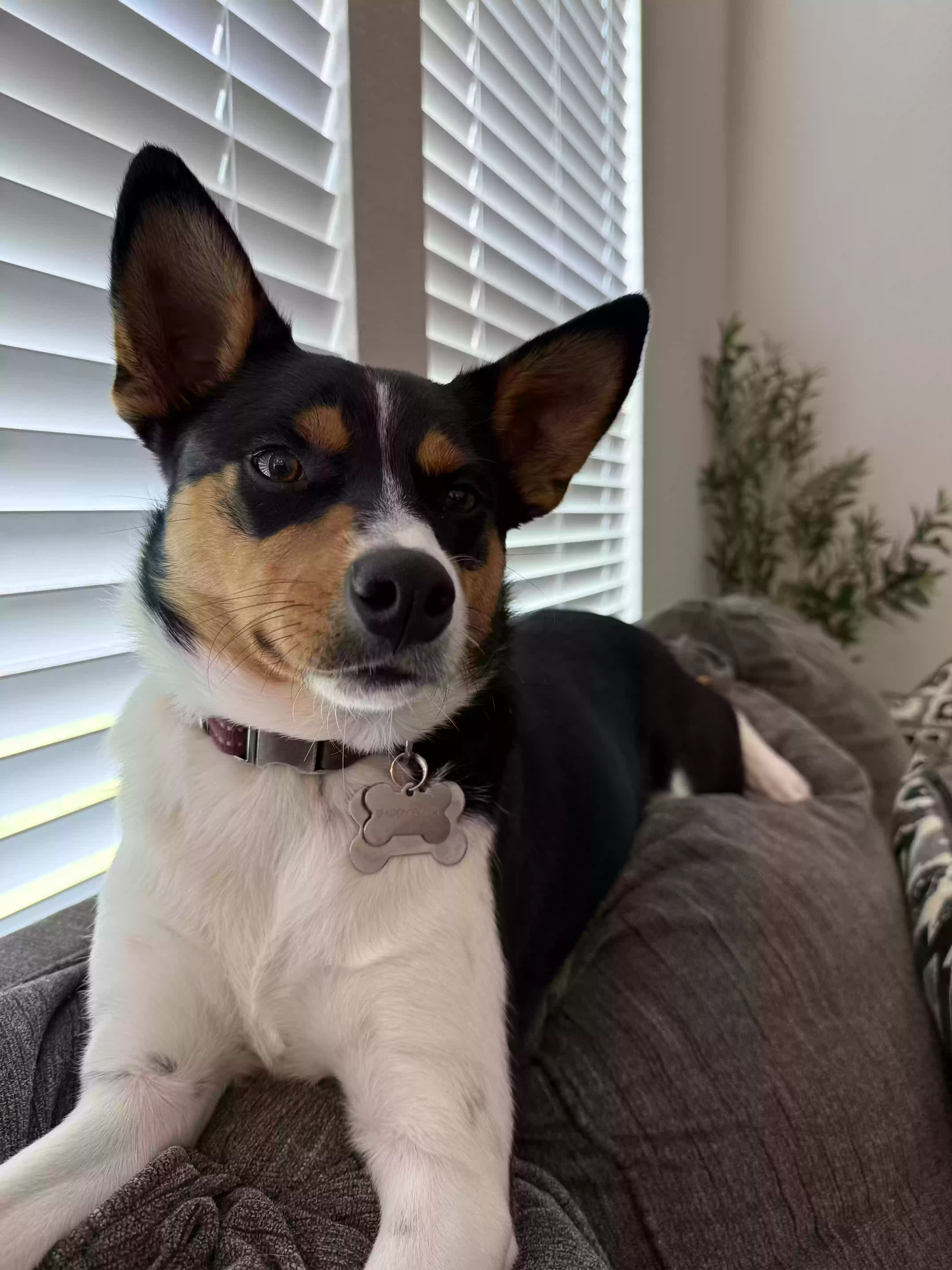 adoptable Dog in Melissa,TX named Cookie