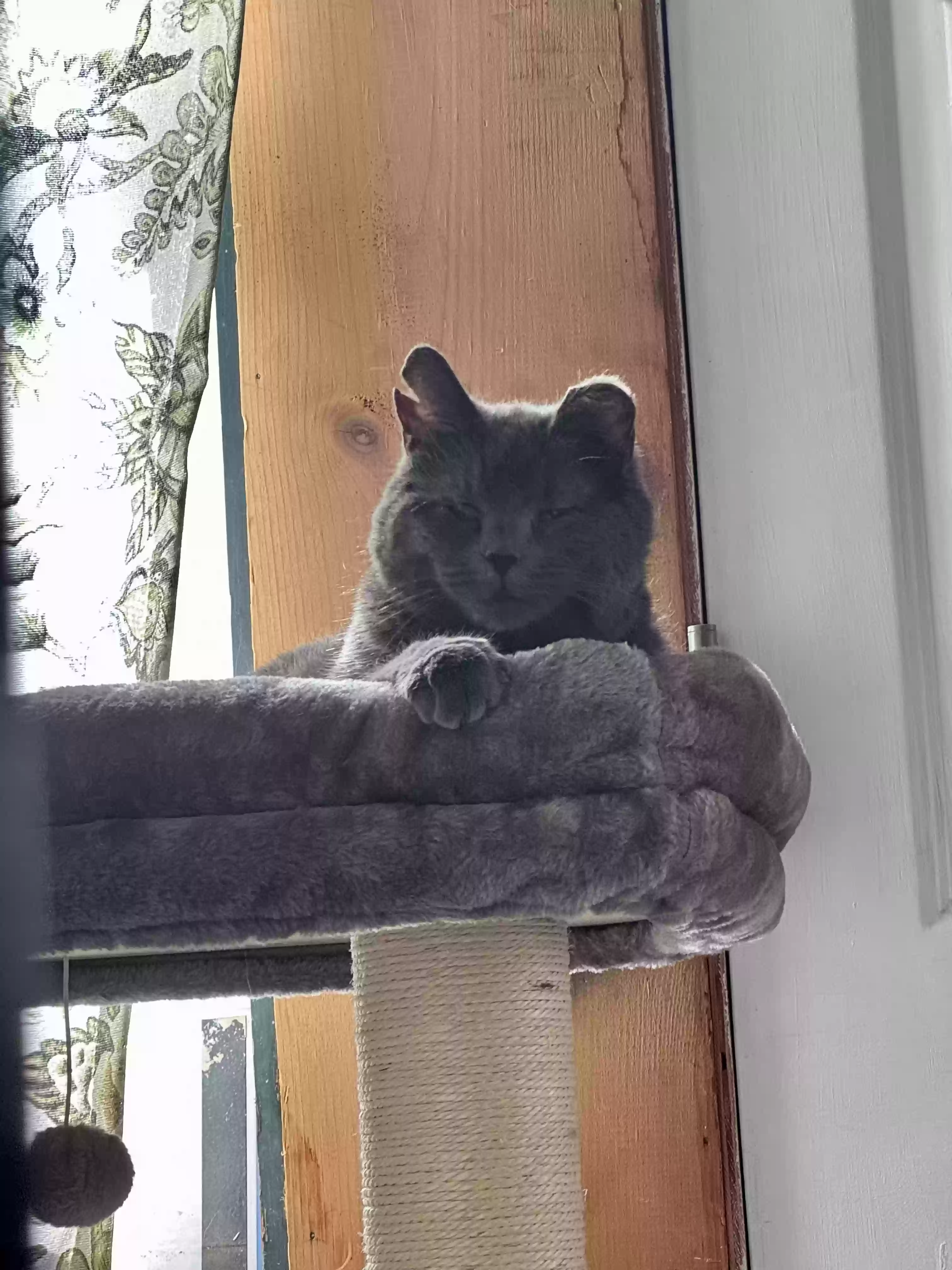 adoptable Cat in New Ringgold,PA named Mama Kitty