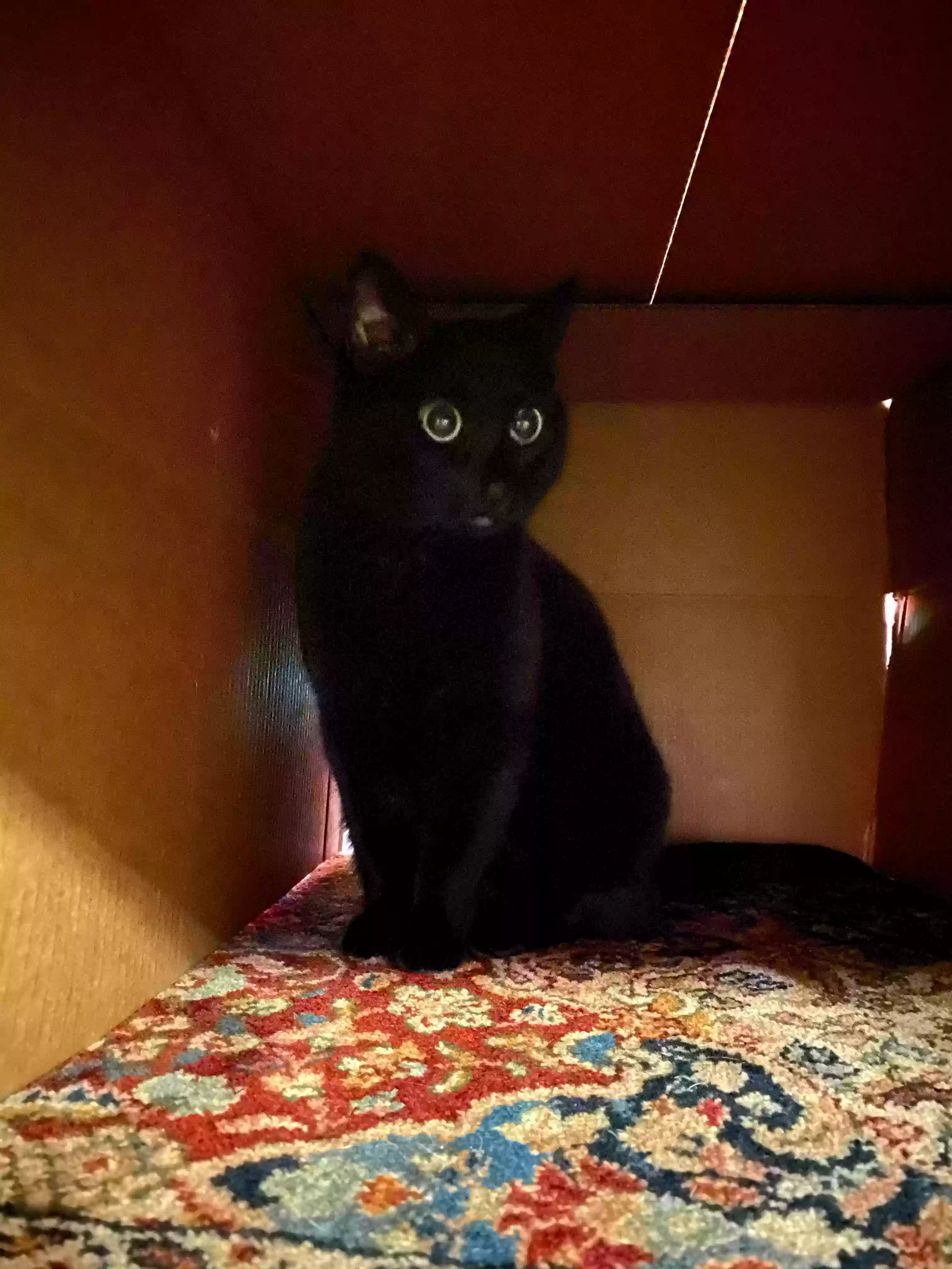 adoptable Cat in Lomita,CA named Graves Digger