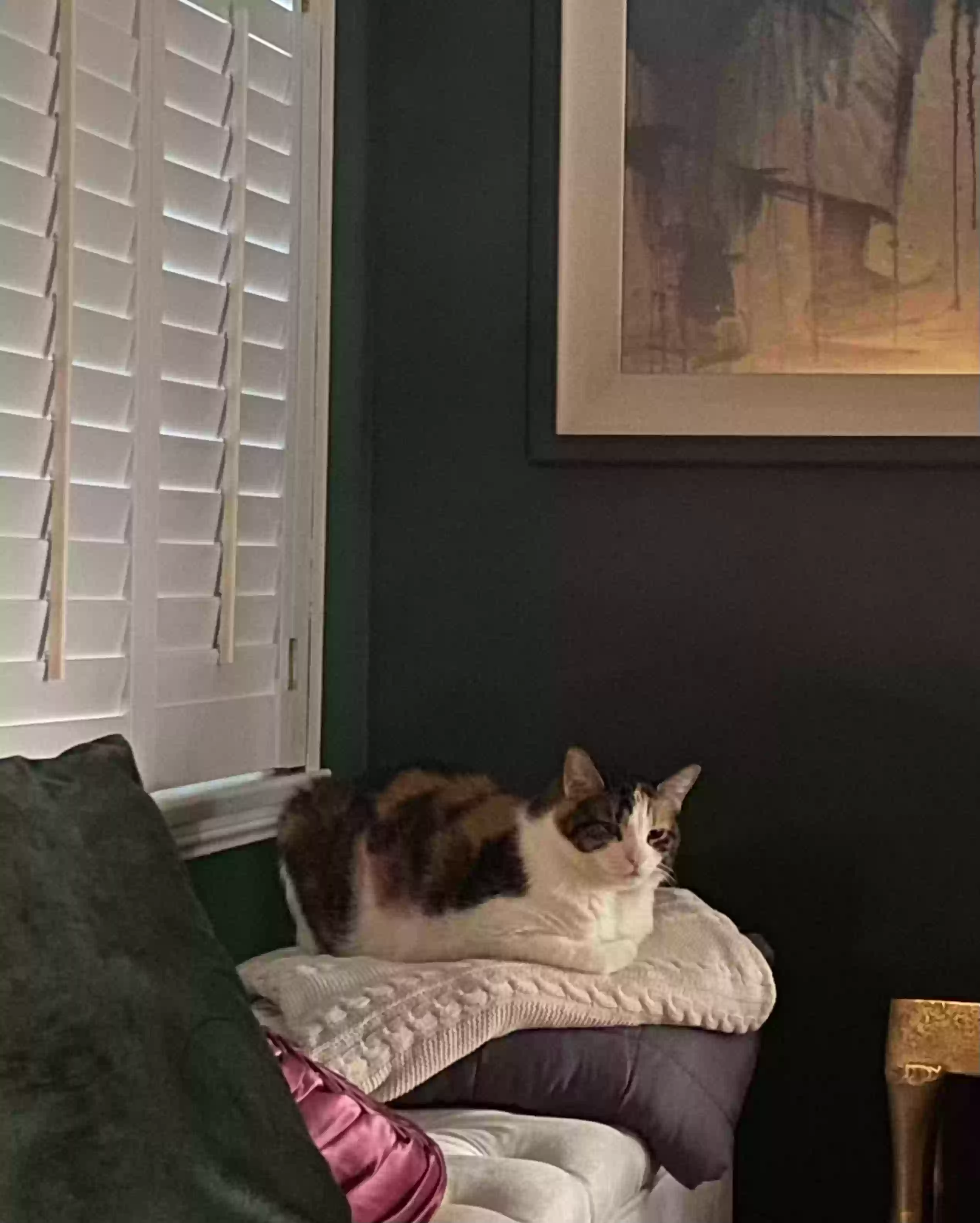 adoptable Cat in Lomita,CA named Petsy Cline