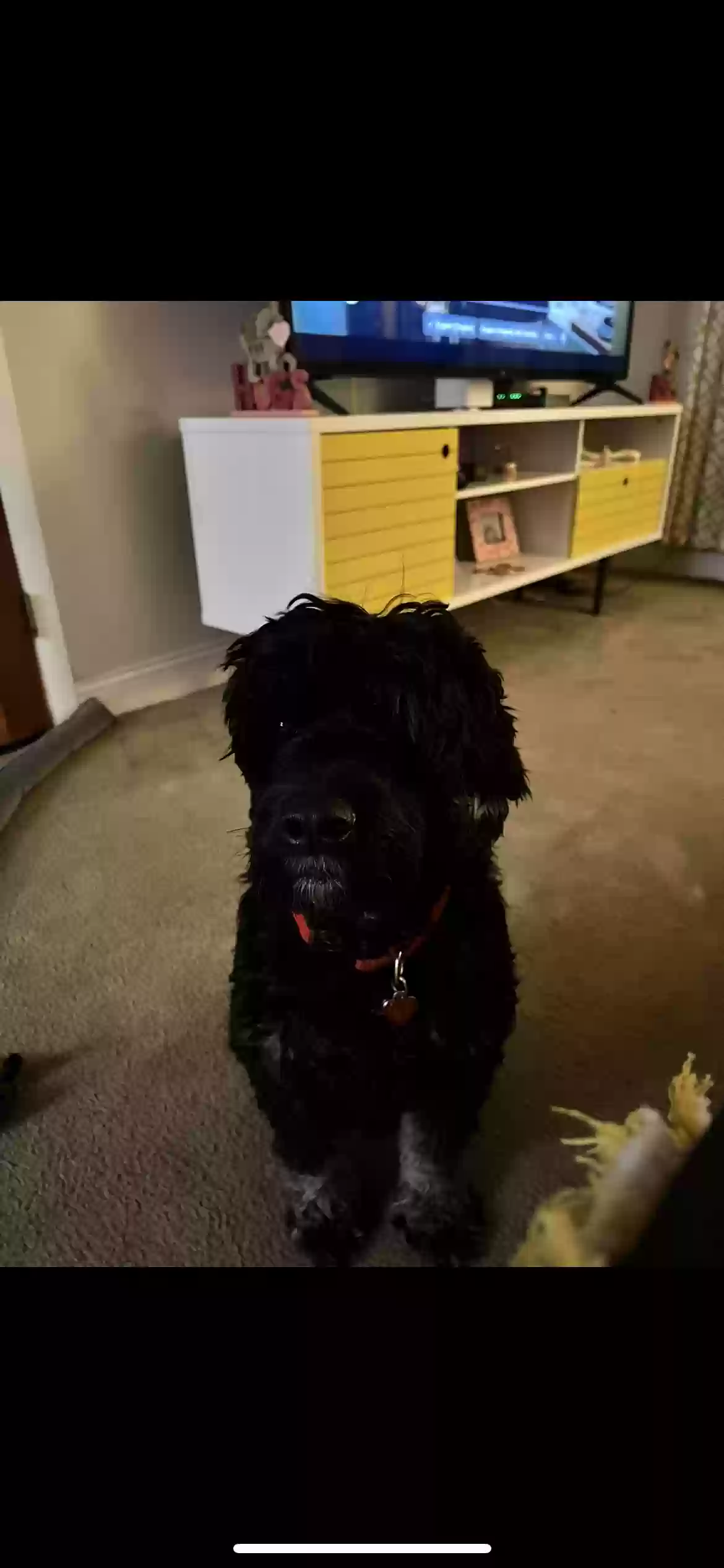 adoptable Dog in Wallingford,PA named Otto