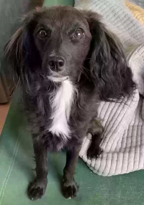 adoptable Dog in El Paso,TX named Bernie
