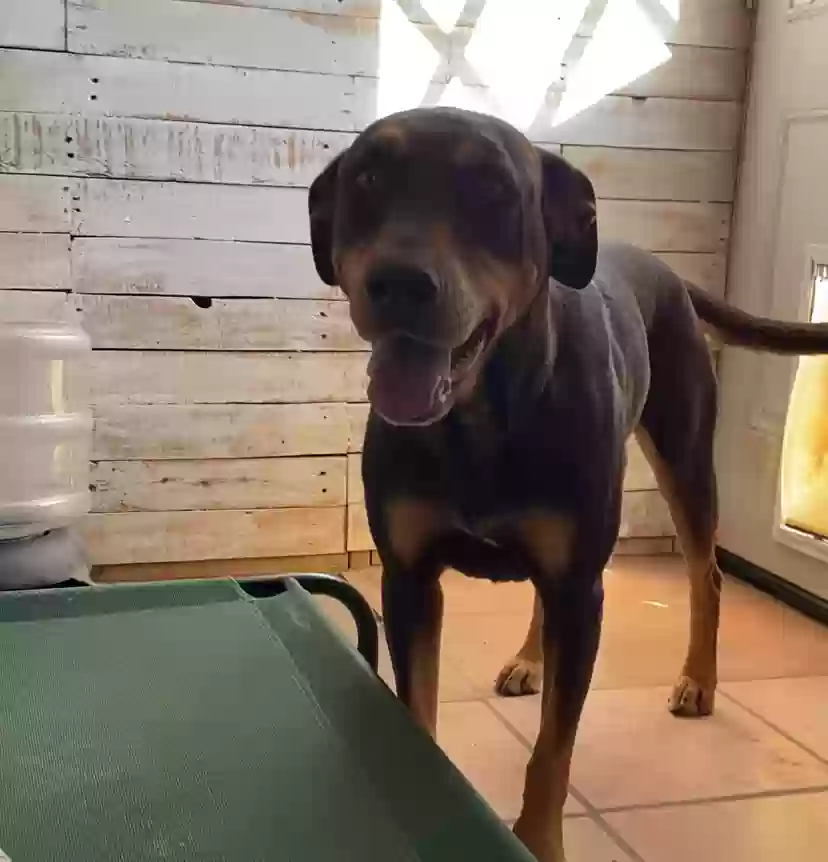 adoptable Bird in El Paso,TX named Sadie