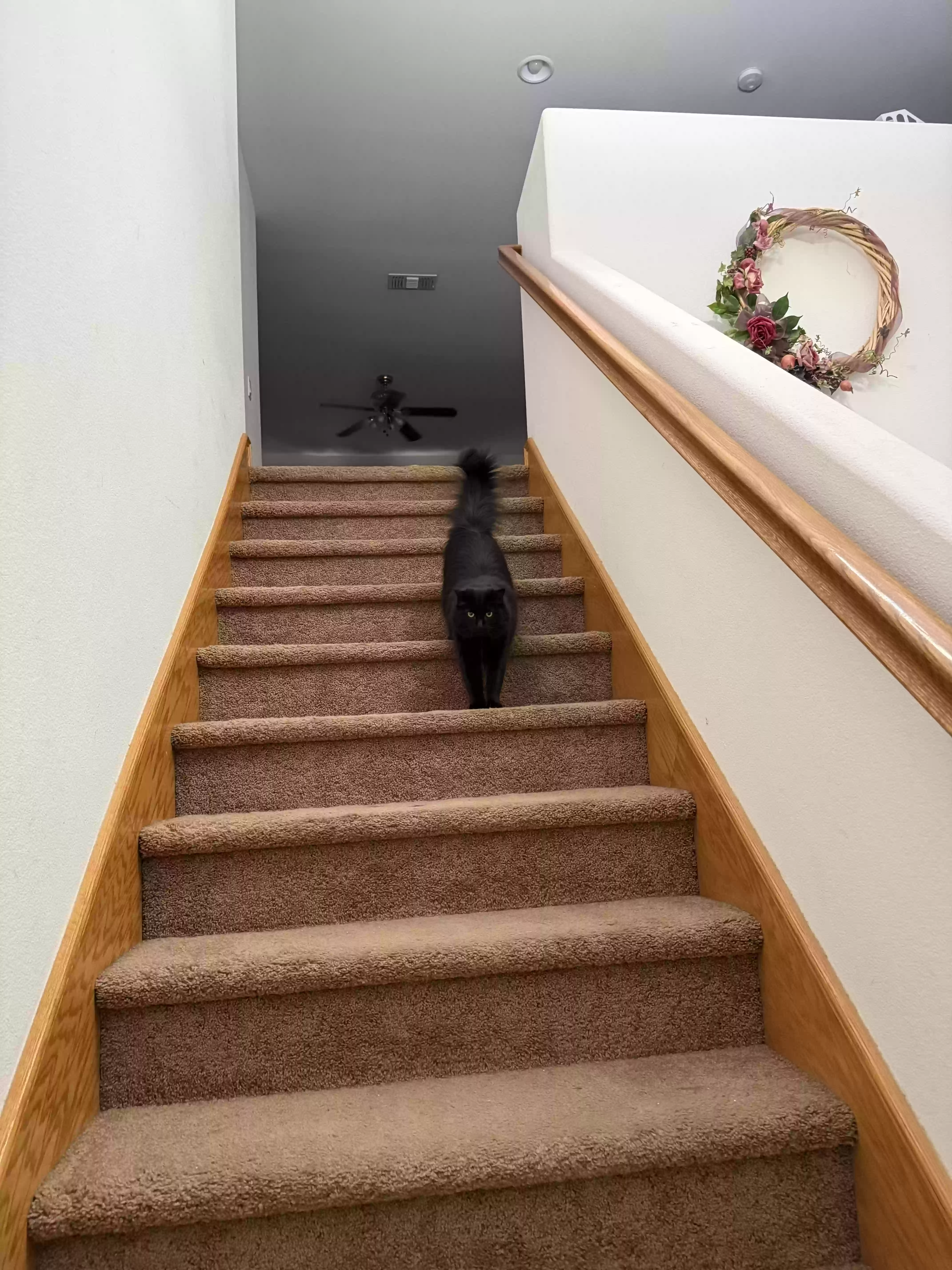 adoptable Cat in Temecula,CA named Bella