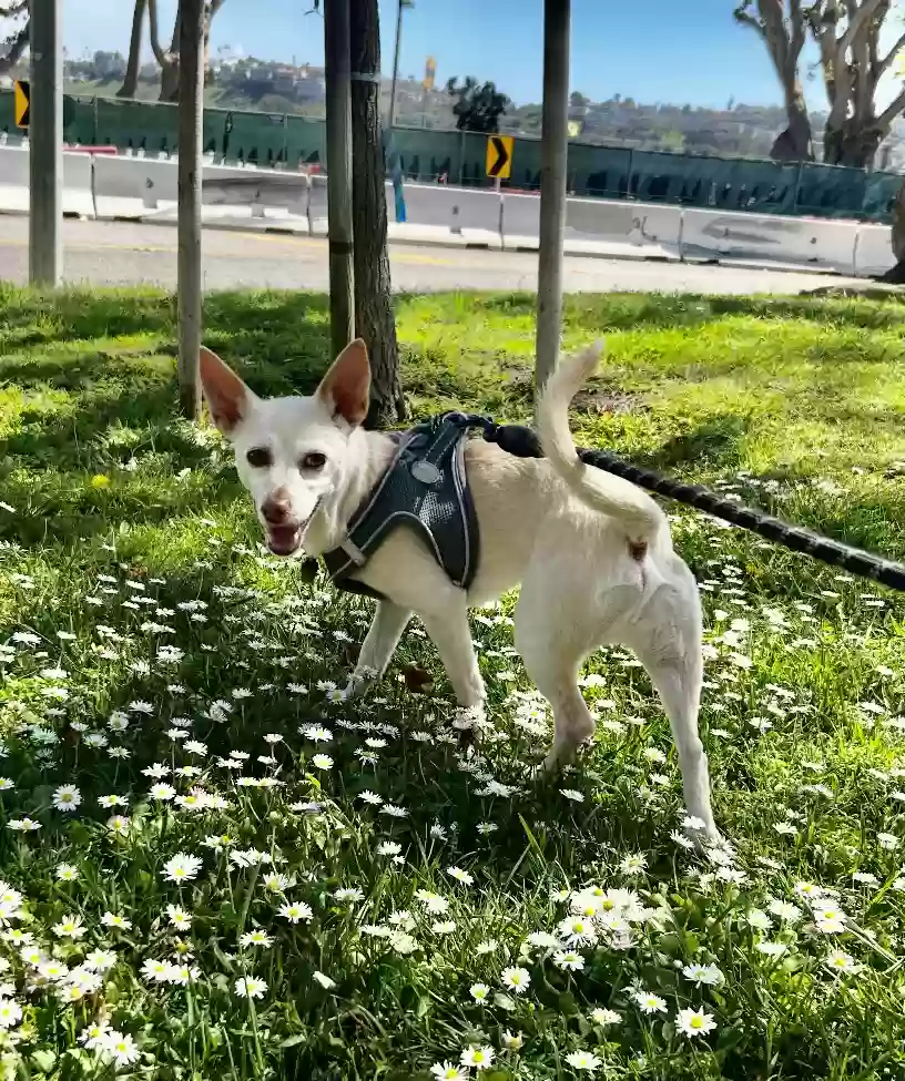 adoptable Dog in Marina Del Rey,CA named Lucky