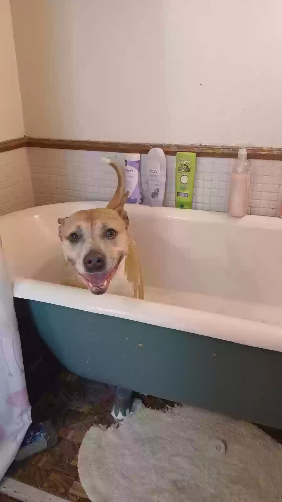adoptable Dog in Canton,OH named Gigi