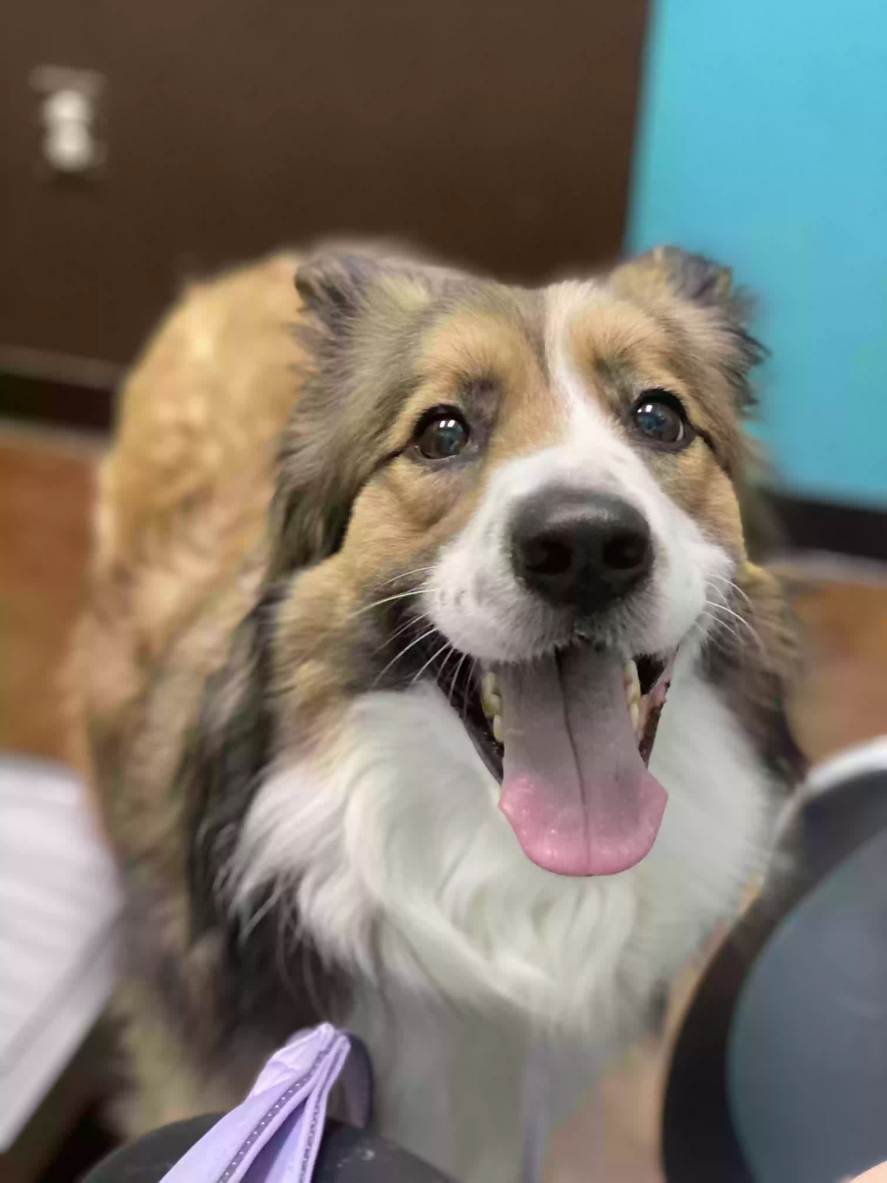 adoptable Dog in Kilgore,TX named Matilda (Tilly)