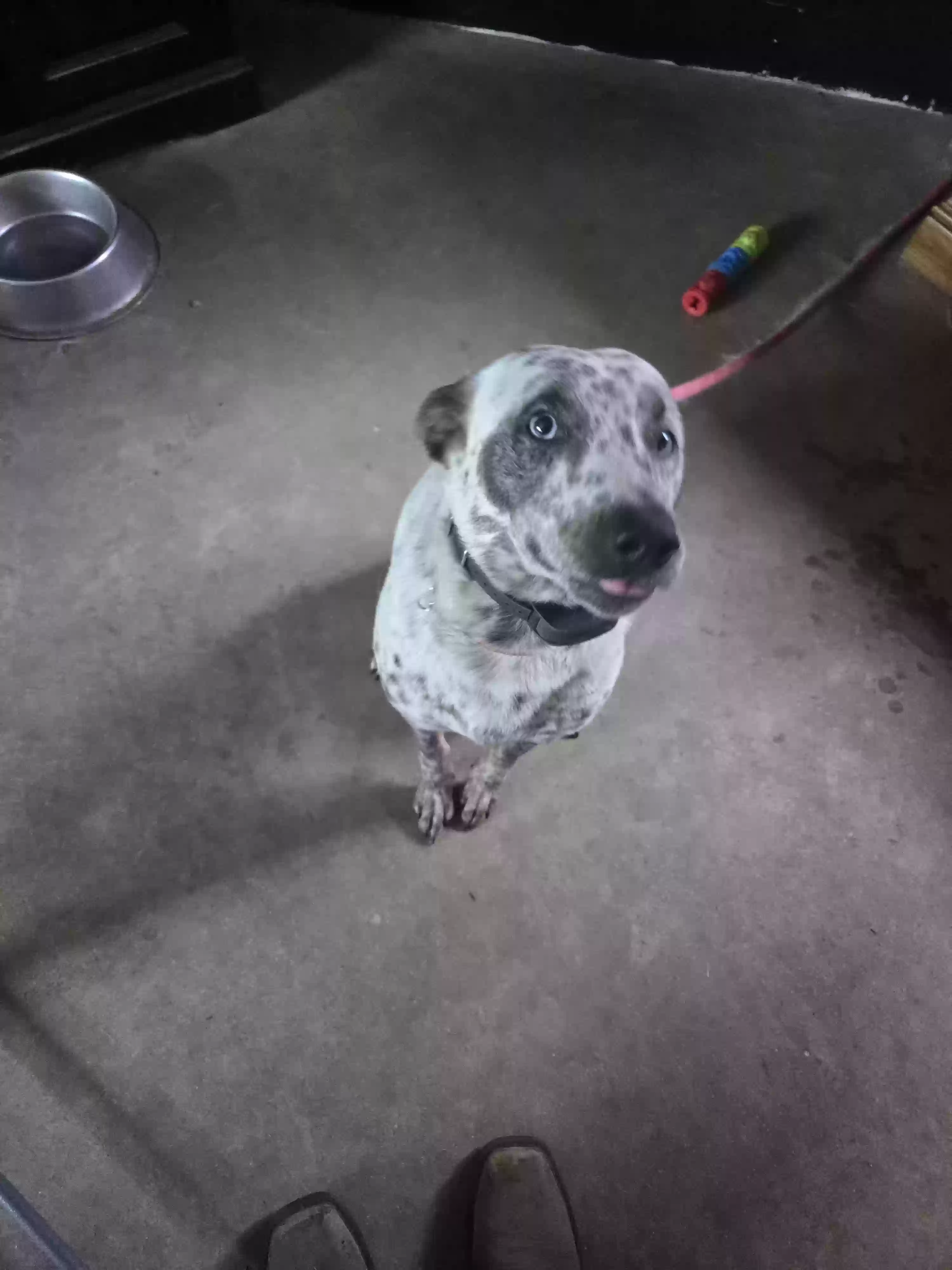 adoptable Dog in Kingsley,MI named Spirit