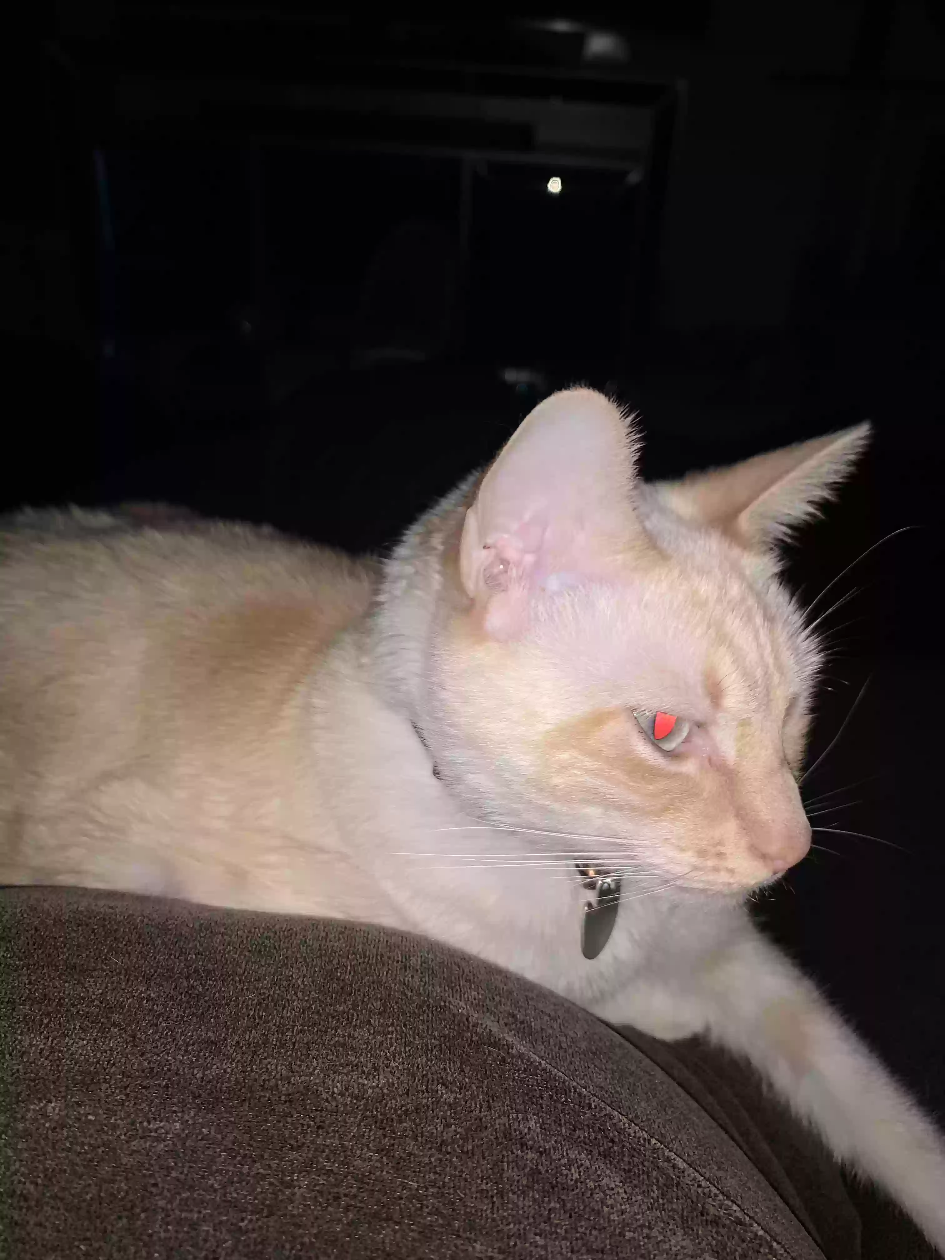 adoptable Cat in Allentown,PA named Pete