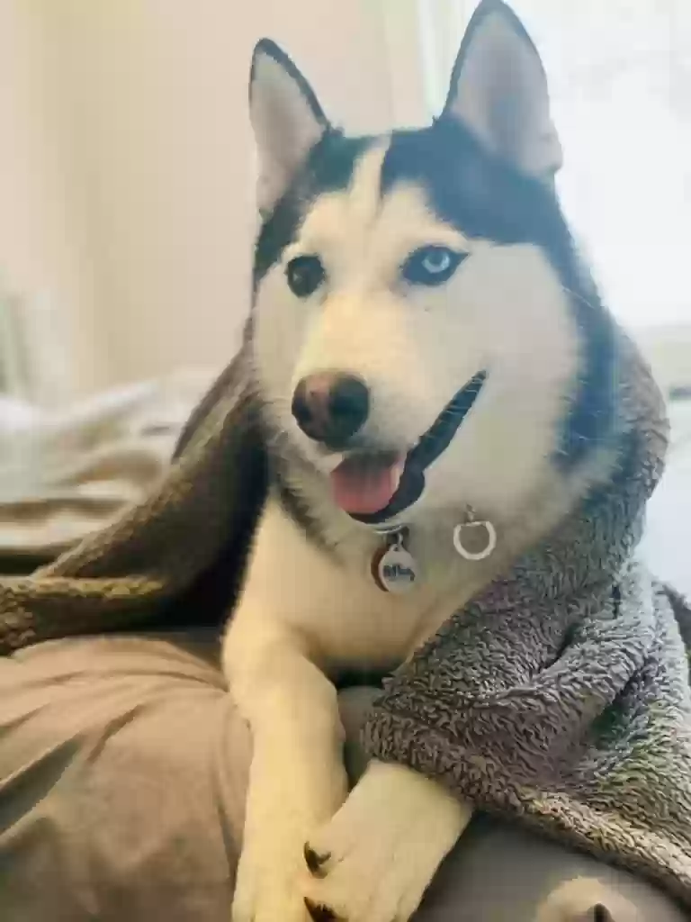adoptable Dog in Salisbury Mills,NY named Max