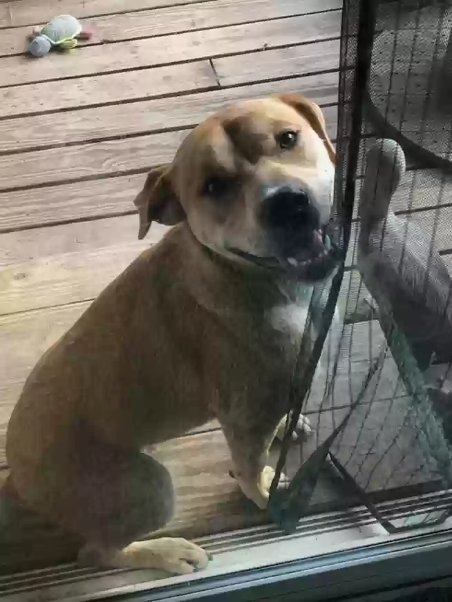 adoptable Dog in Milton,FL named Rusty