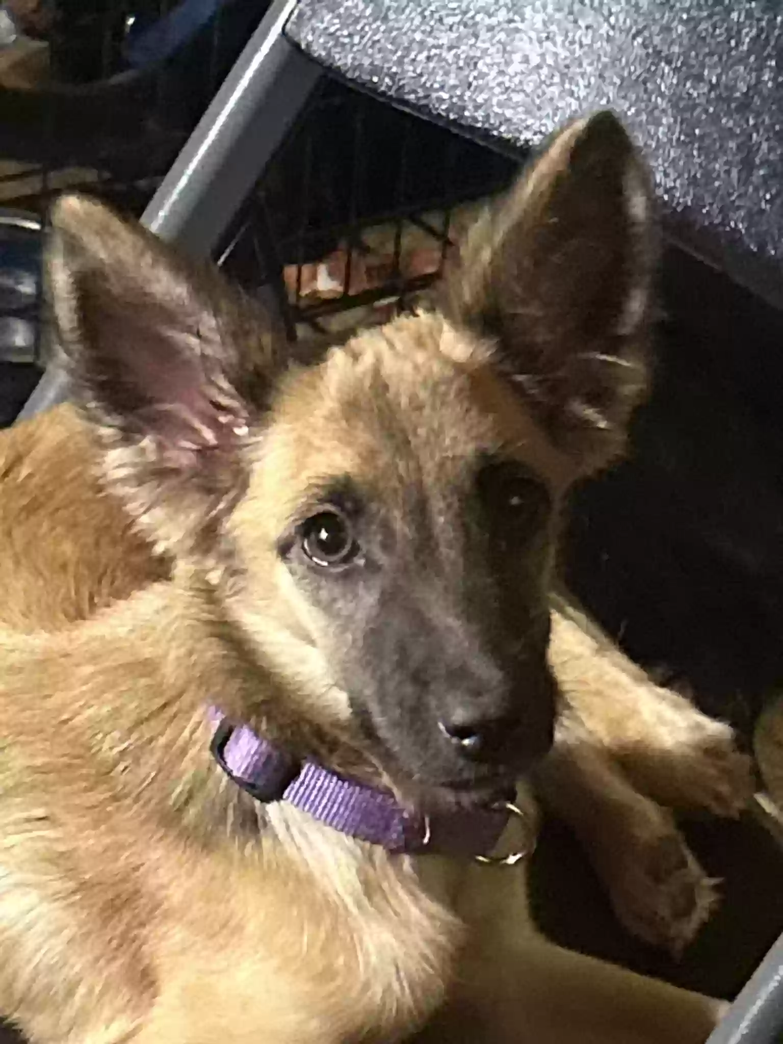 adoptable Dog in San Antonio,TX named Pip