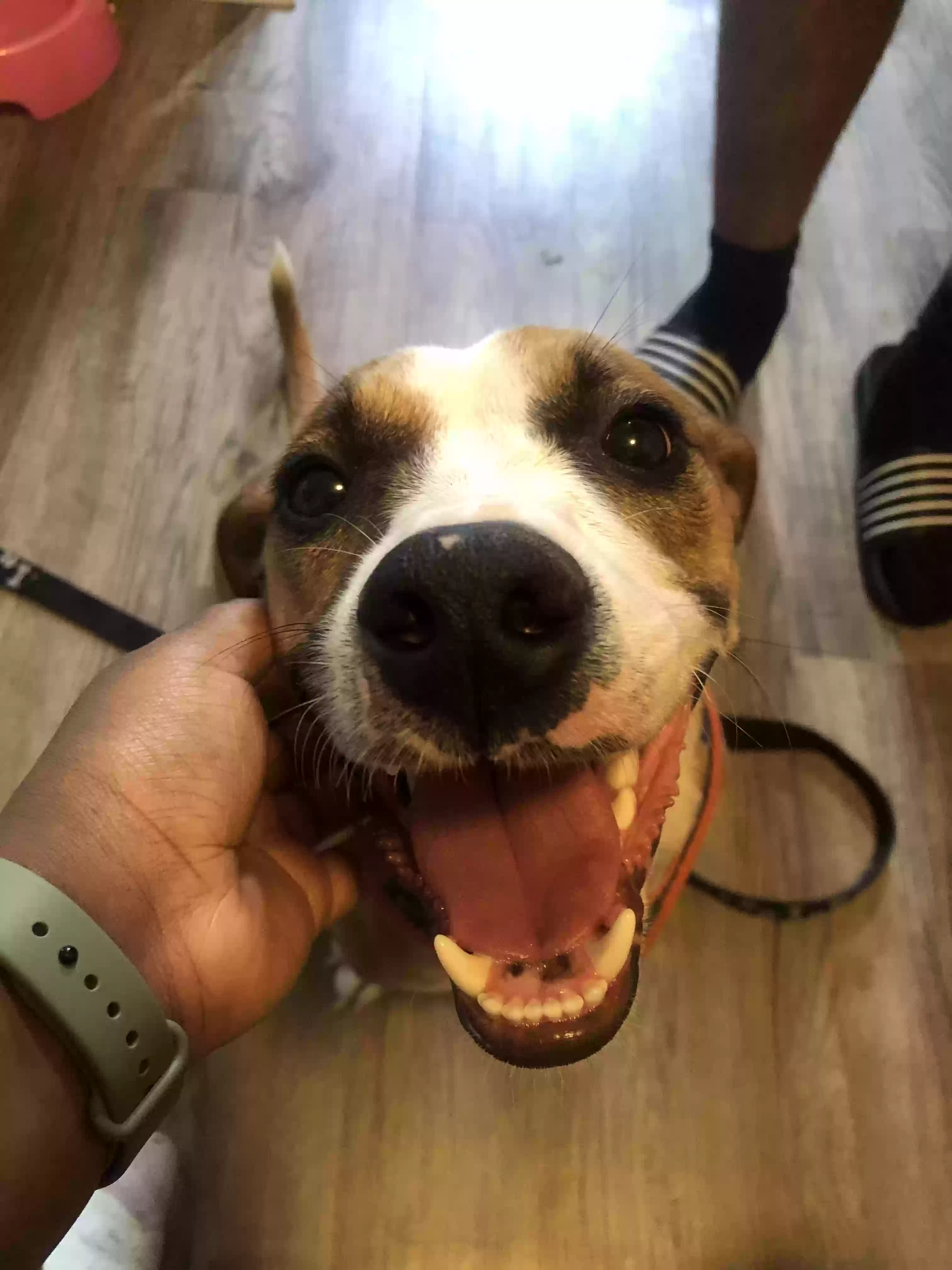adoptable Dog in Bloomfield Hills,MI named Stewart