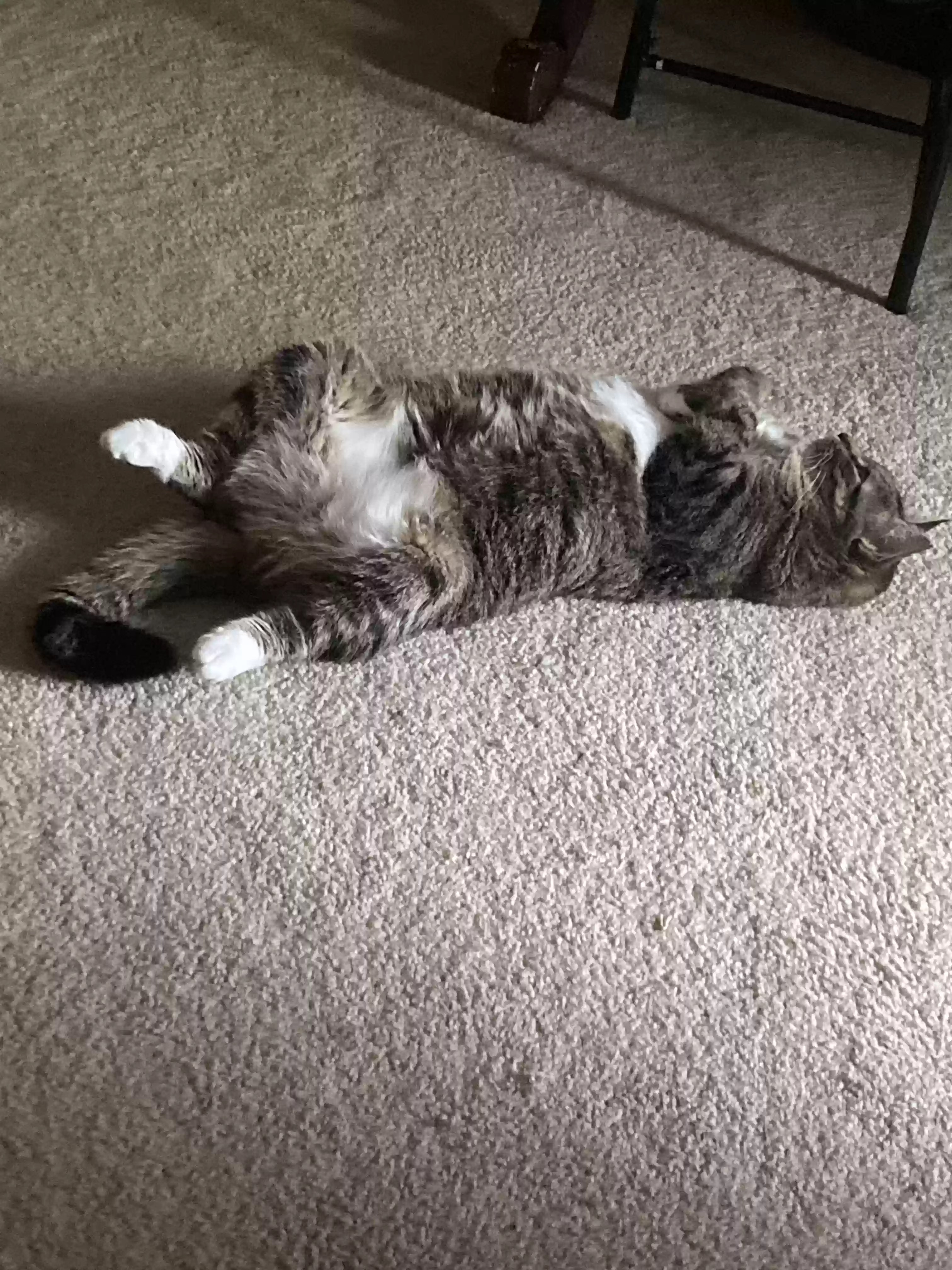 adoptable Cat in Avon,CT named Lucky π