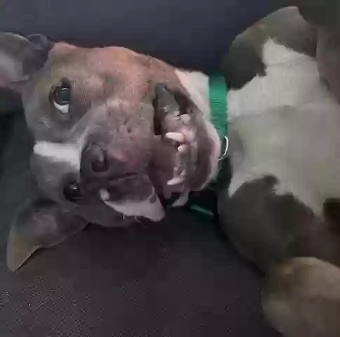 adoptable Dog in Clawson,MI named Matcha