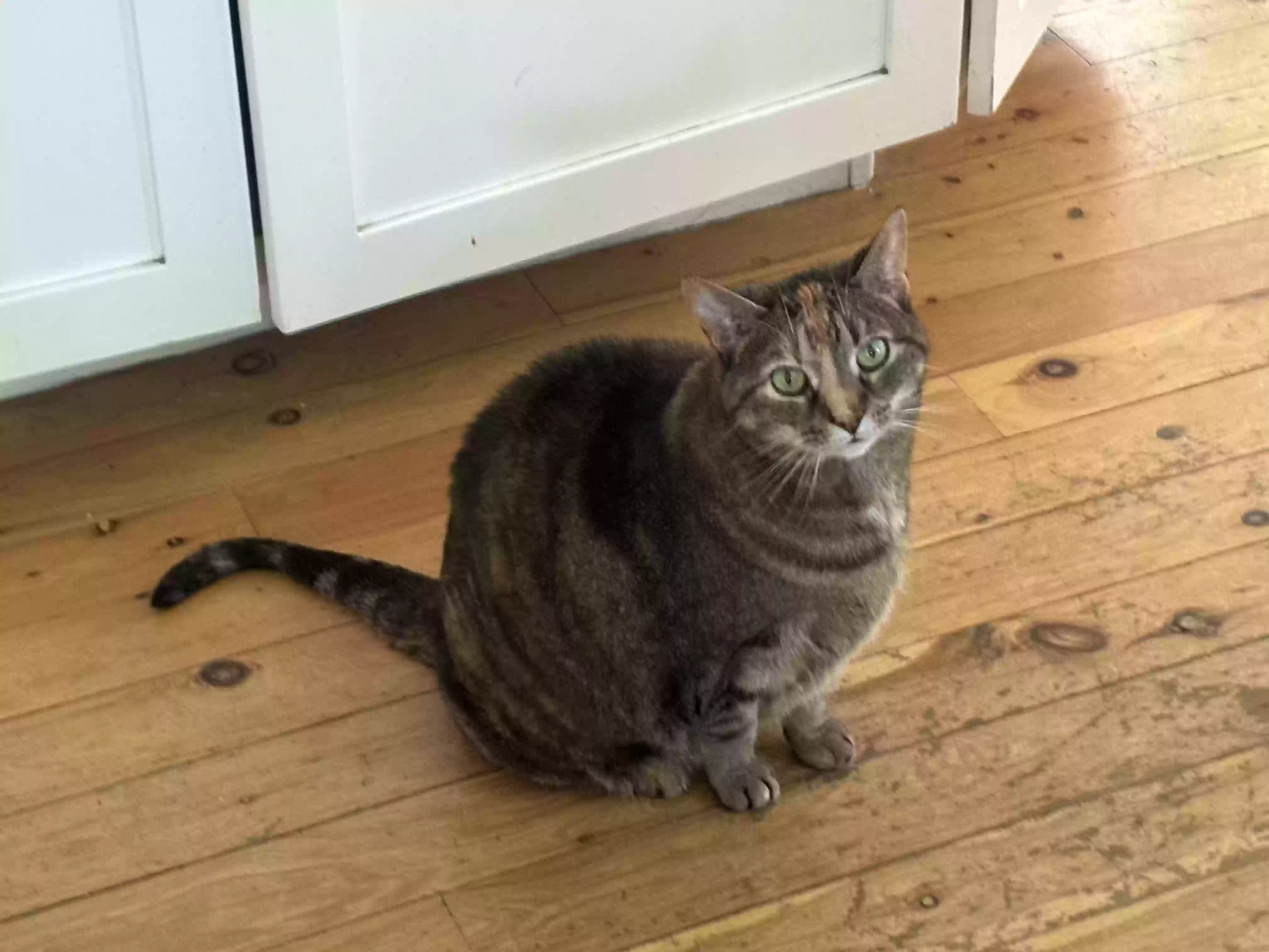 adoptable Cat in Wynnewood,PA named Streak