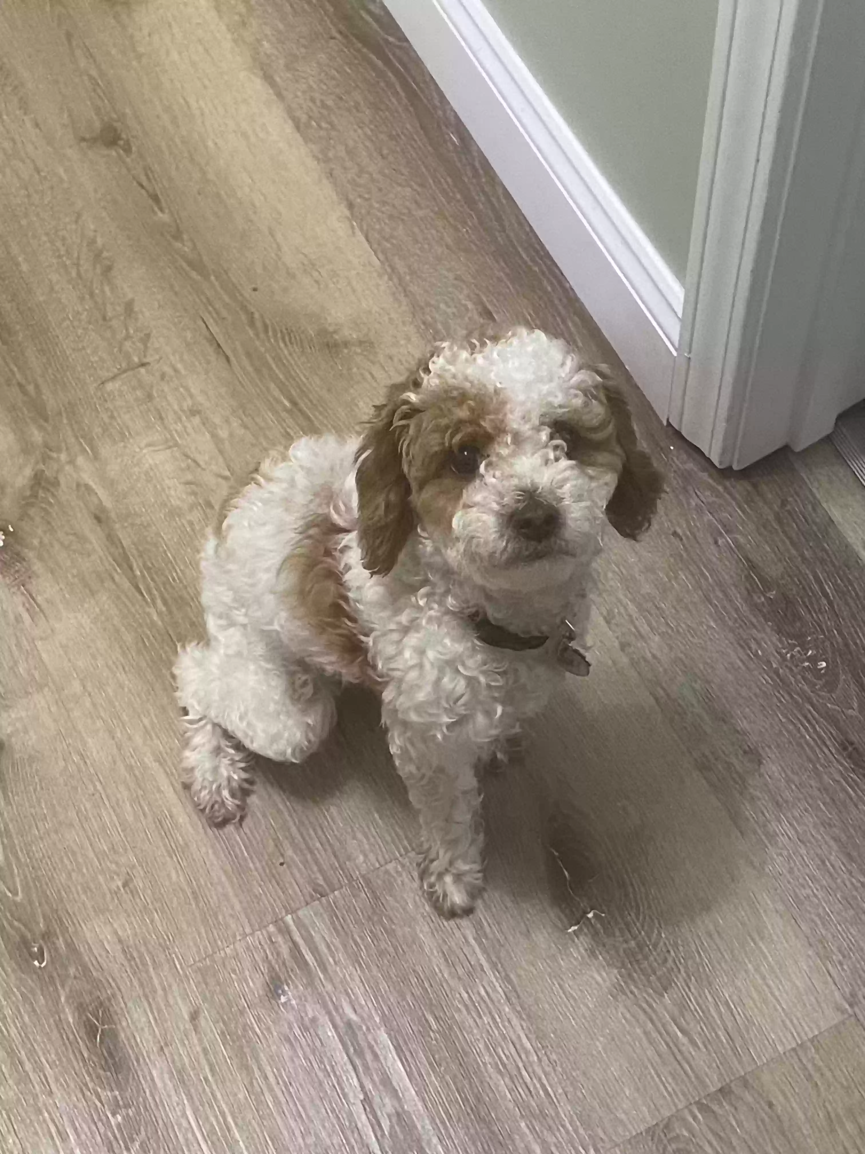 adoptable Dog in Clarksville,TN named Pheobe