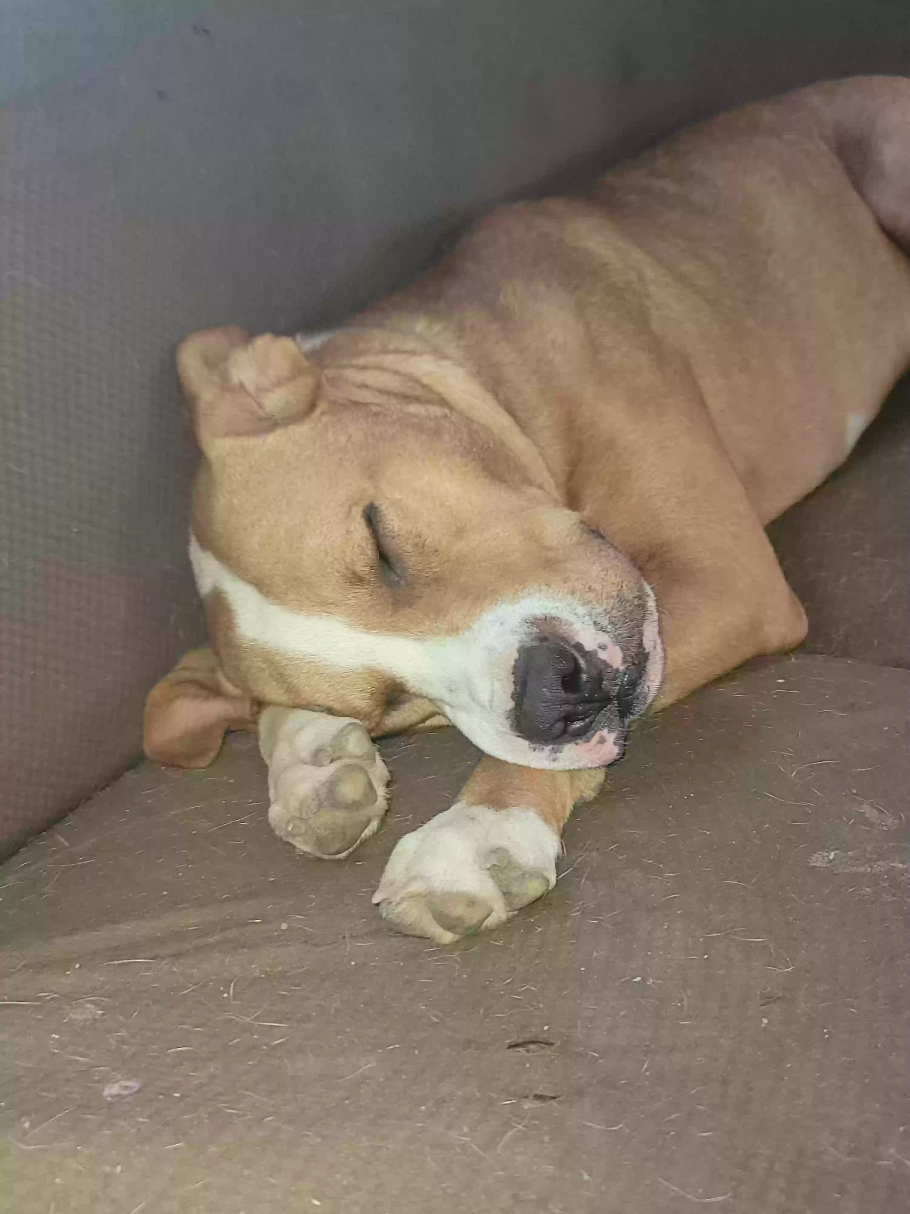 adoptable Dog in Lake Charles,LA named Denver