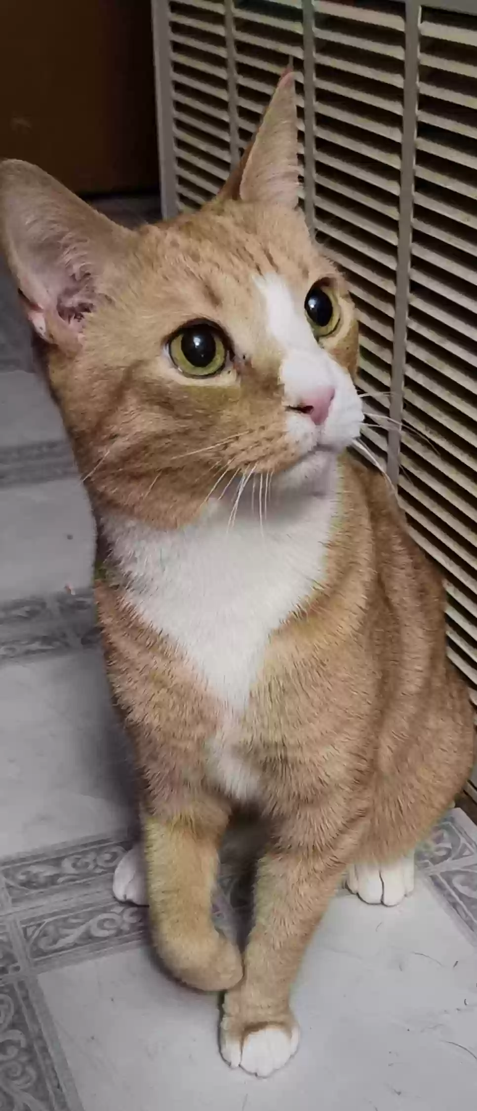 adoptable Cat in Copperas Cove,TX named Peanut