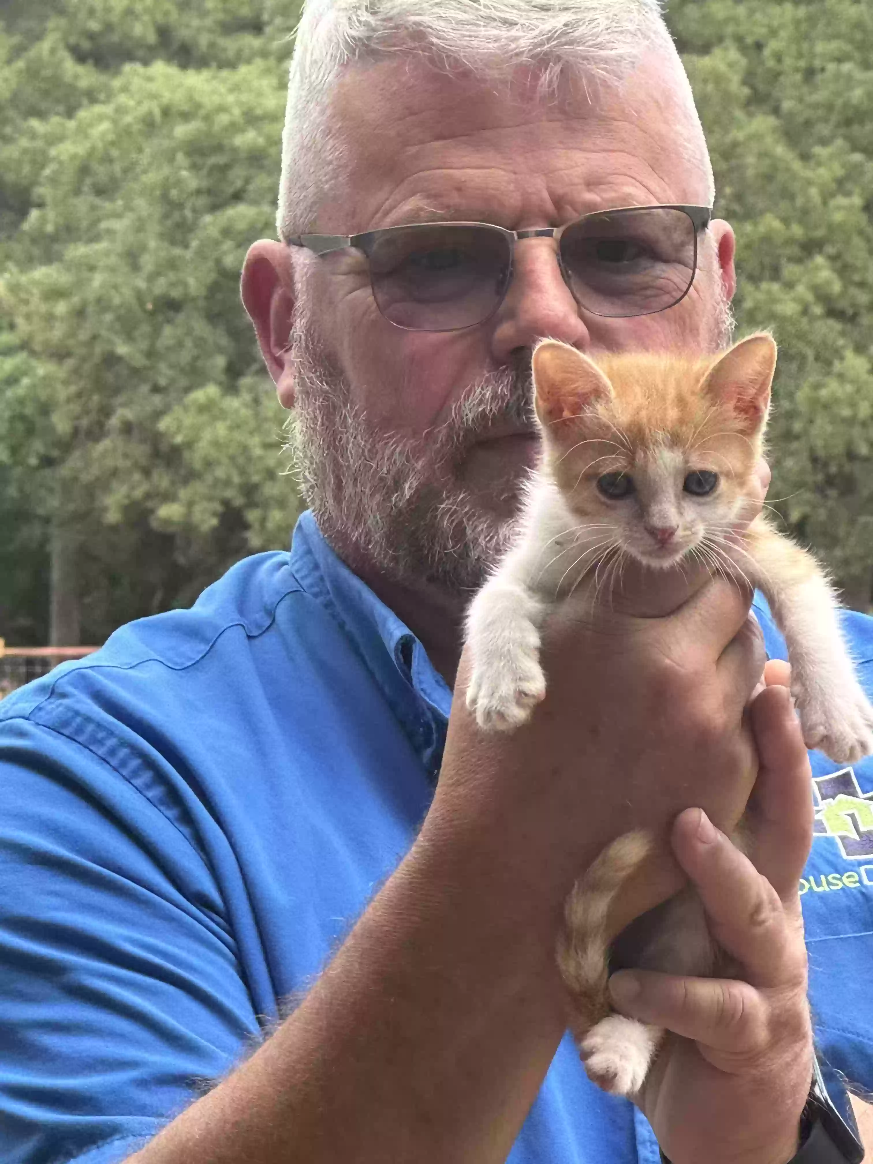 adoptable Cat in Navasota,TX named Josie