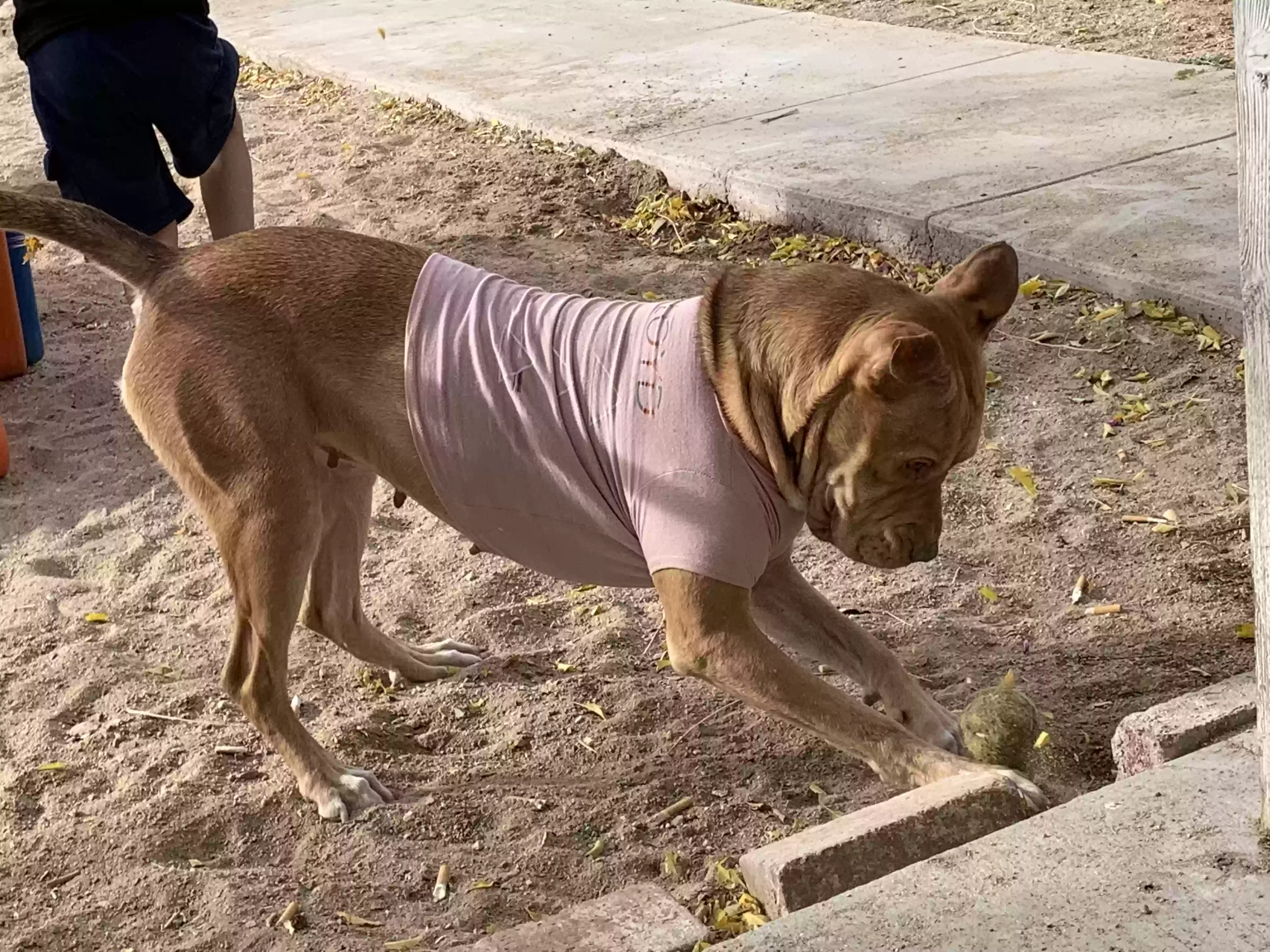 adoptable Dog in Perris,CA named Beastie