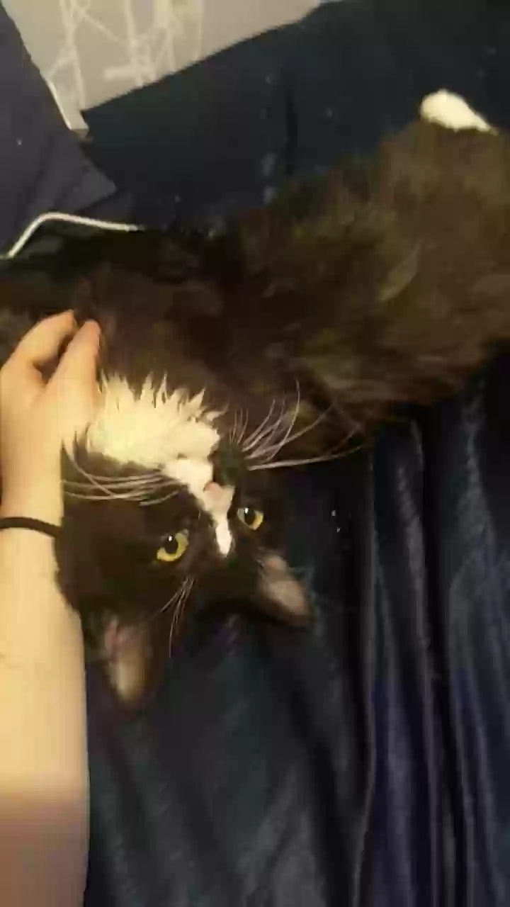 adoptable Cat in Bluff City,TN named Goose