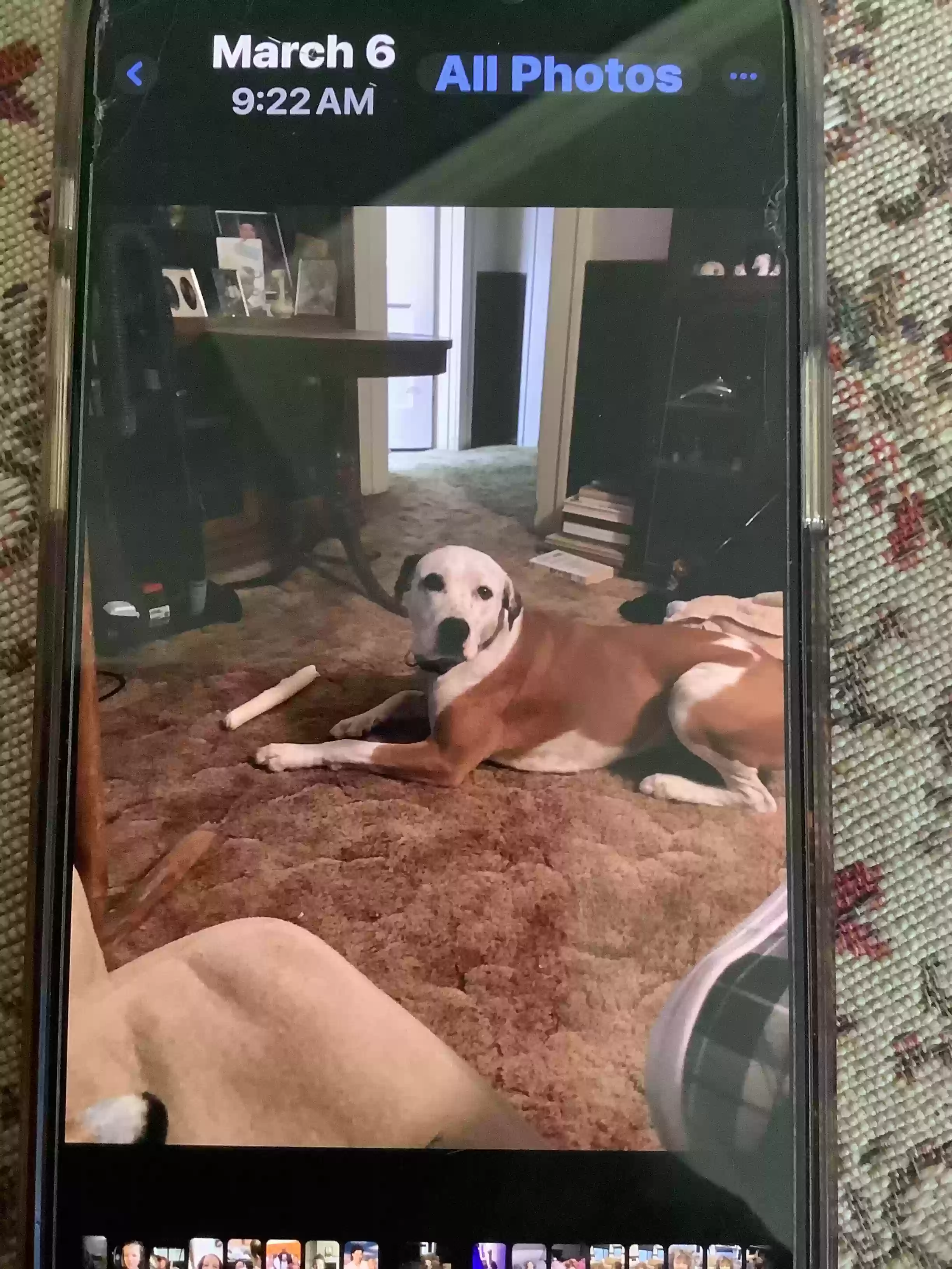 adoptable Dog in Amarillo,TX named Honey