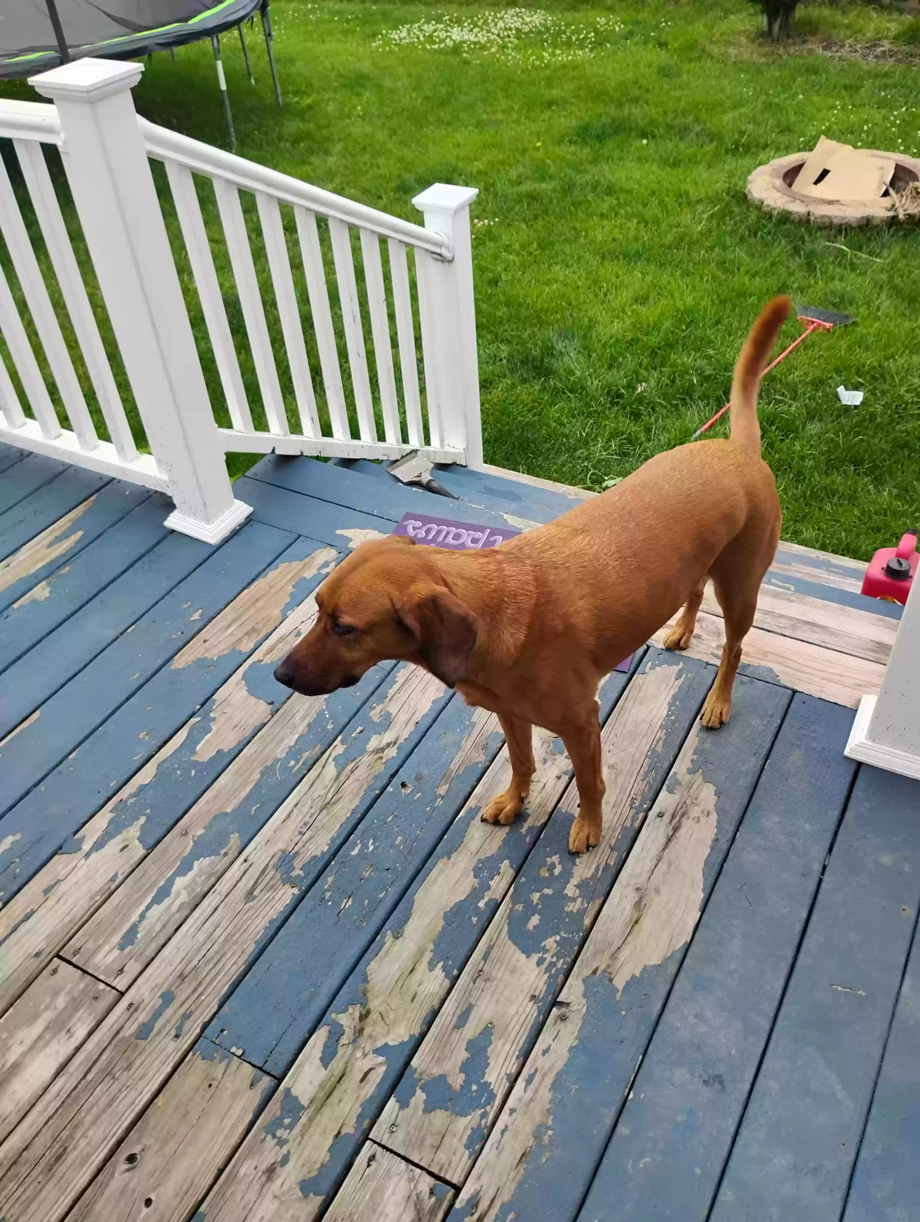 adoptable Dog in Howell,MI named Riley