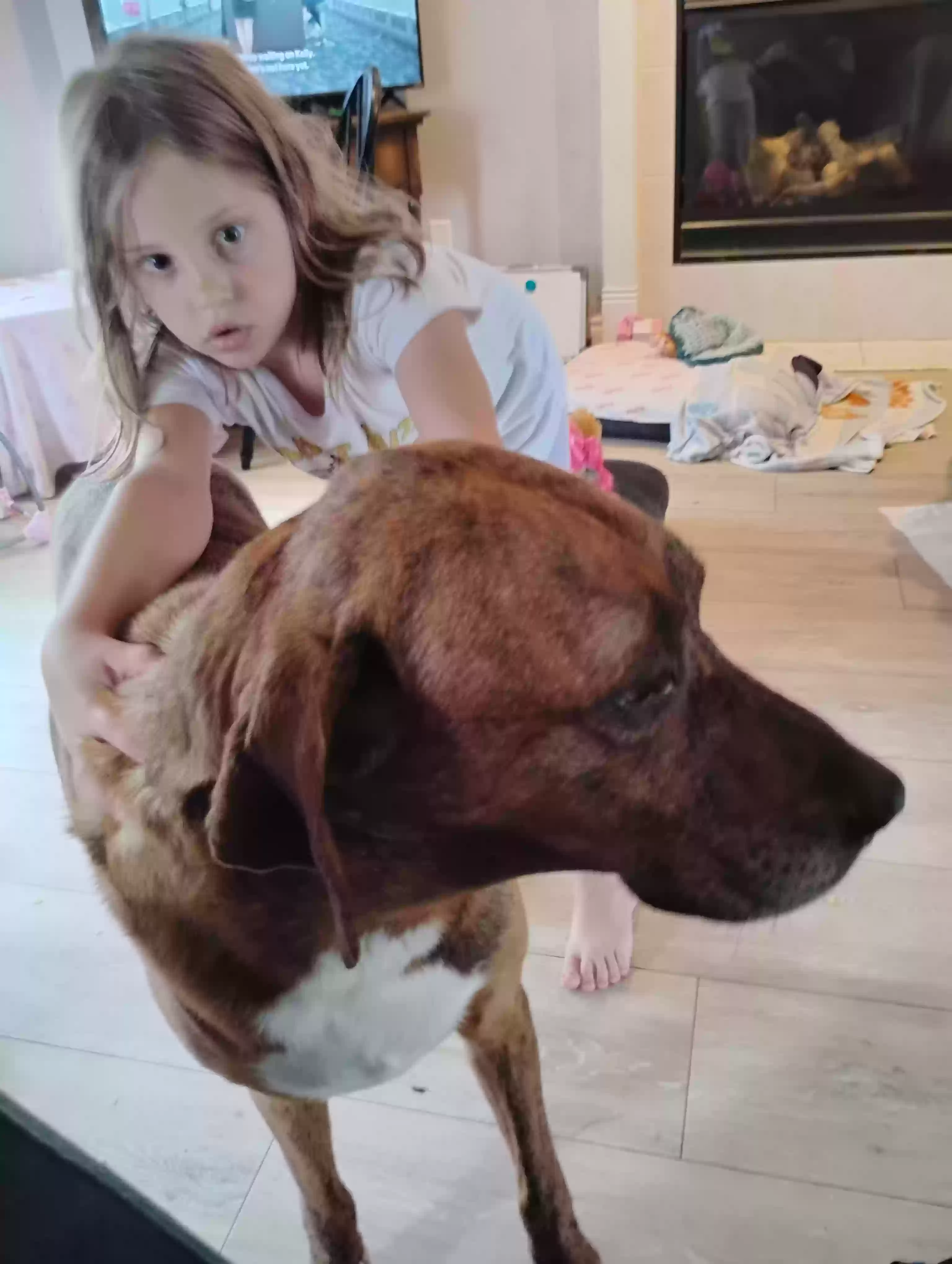 adoptable Dog in Howell,MI named Memphis