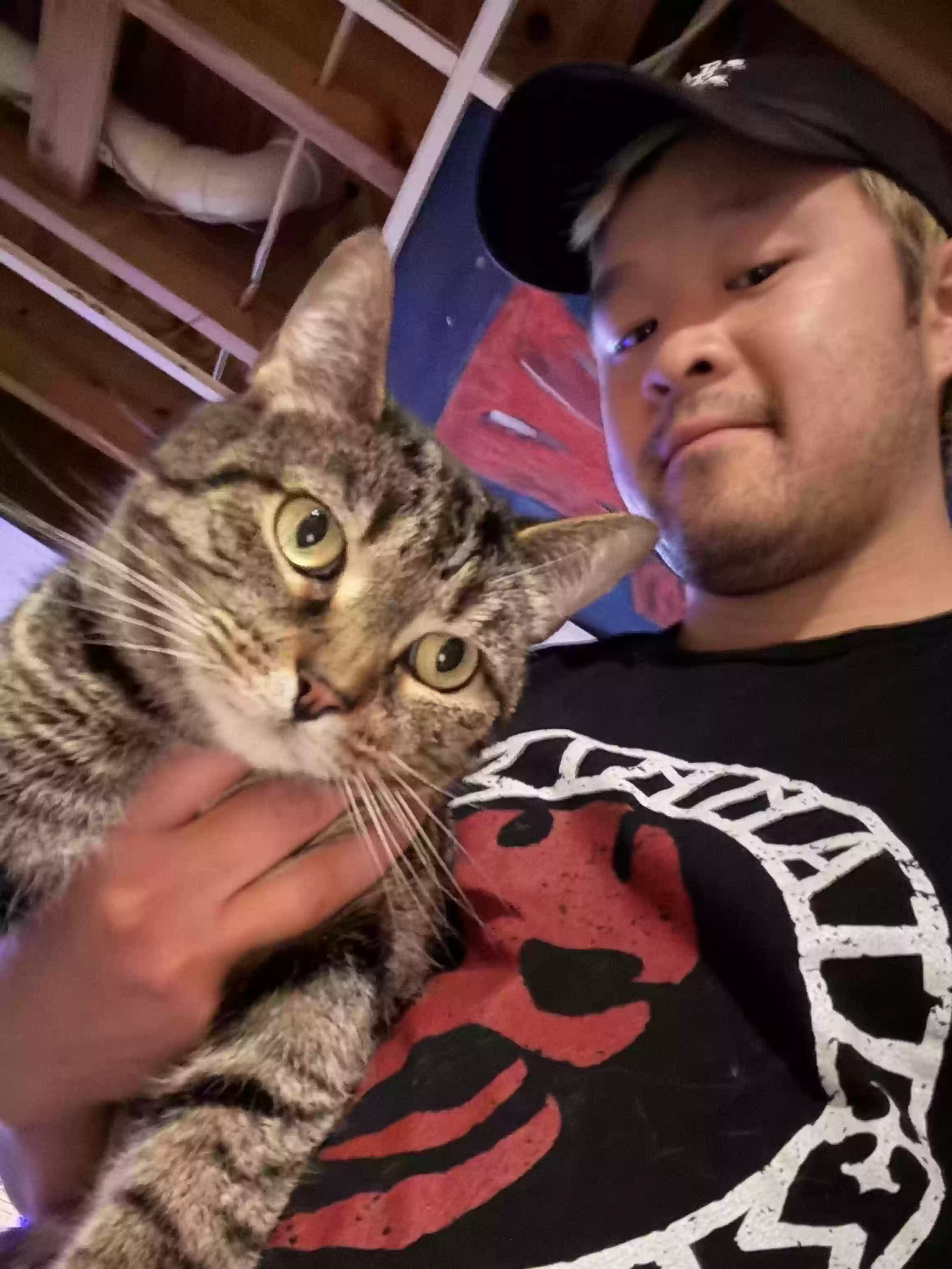 adoptable Cat in Cincinnati,OH named Pluto
