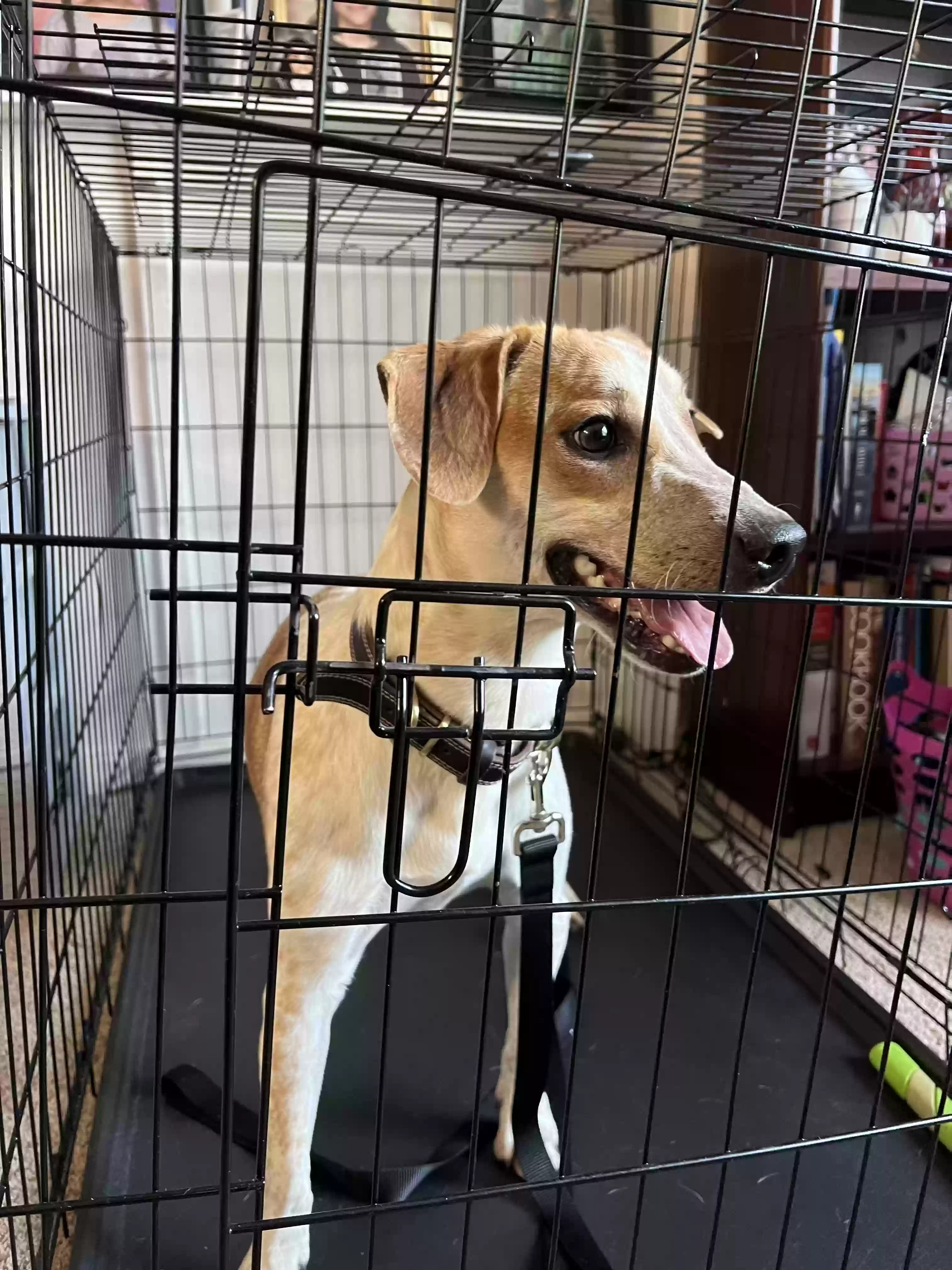 adoptable Dog in Waterford,MI named Ruger