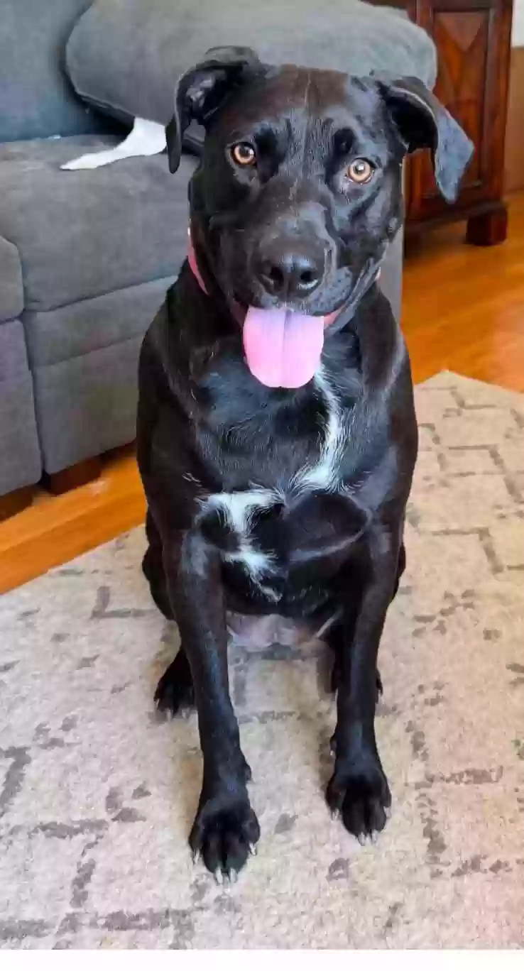adoptable Dog in Anaheim,CA named Pharbear