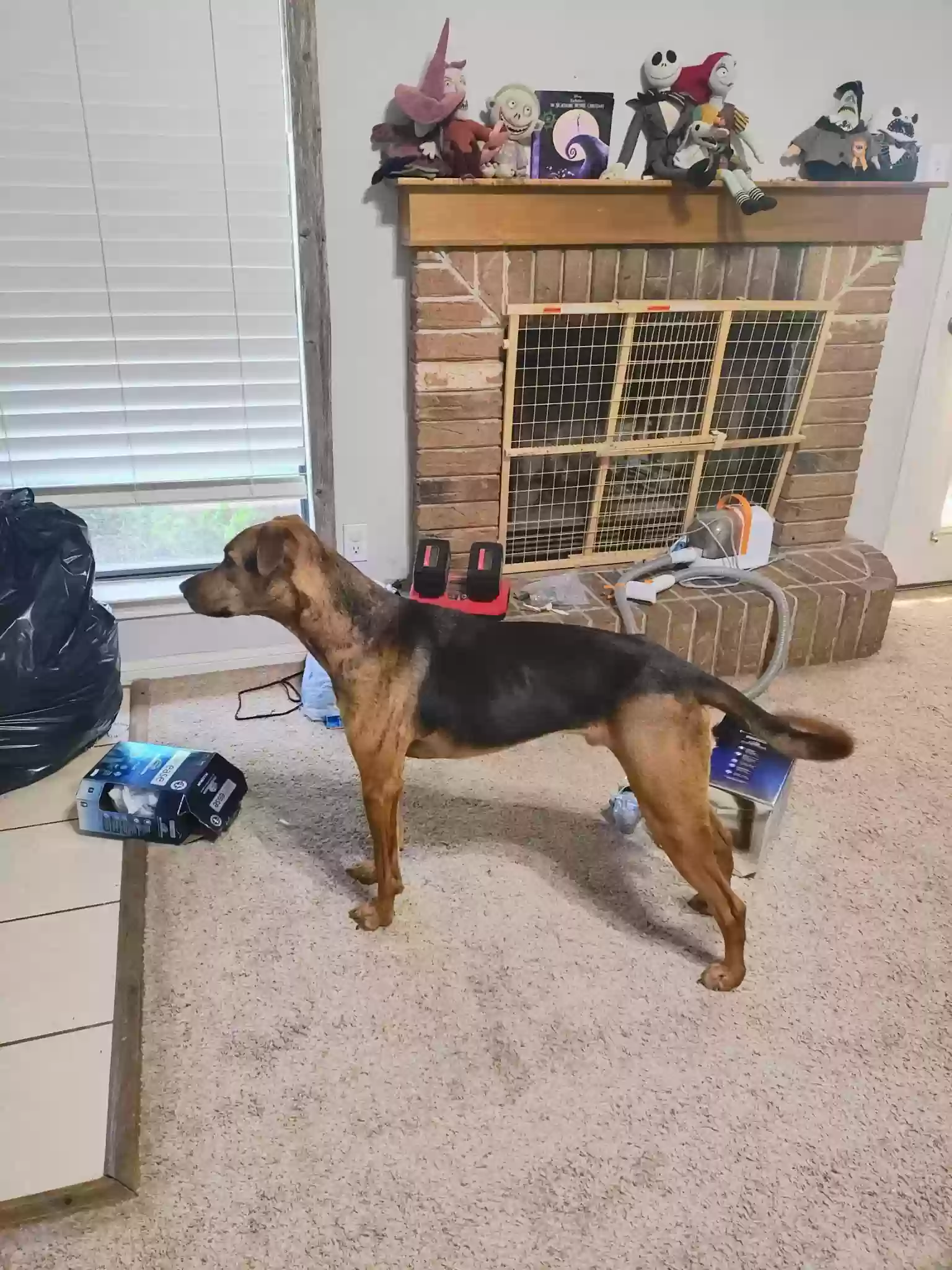 adoptable Dog in Copperas Cove,TX named Bruno