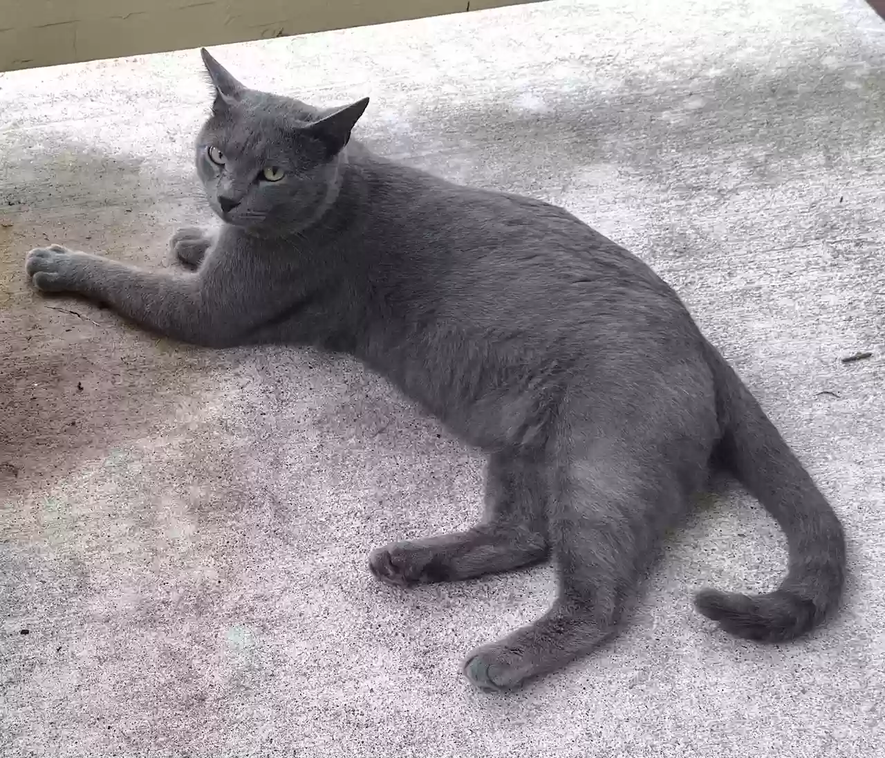 adoptable Cat in Waller,TX named Goose
