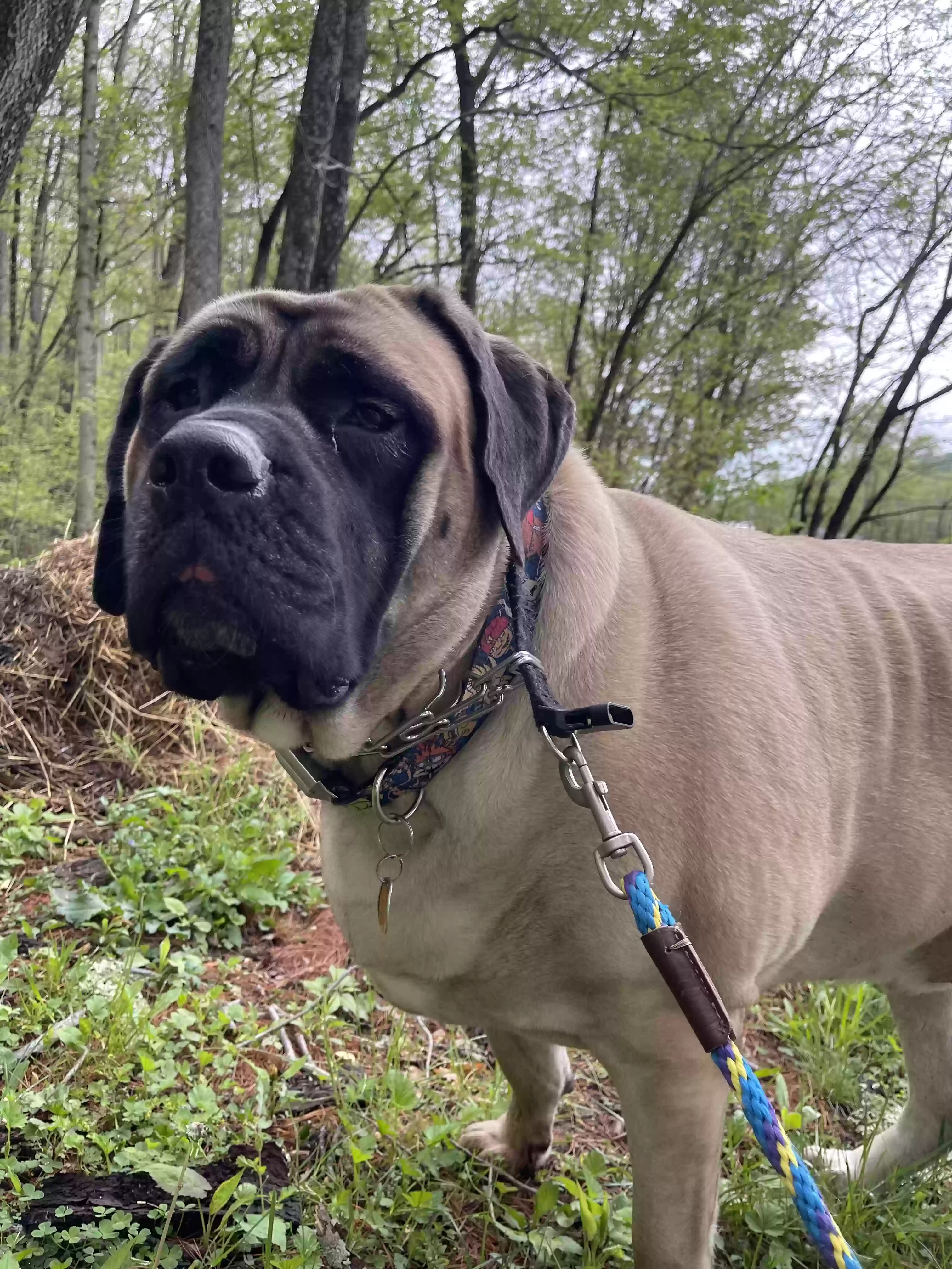 adoptable Dog in Peebles,OH named sully