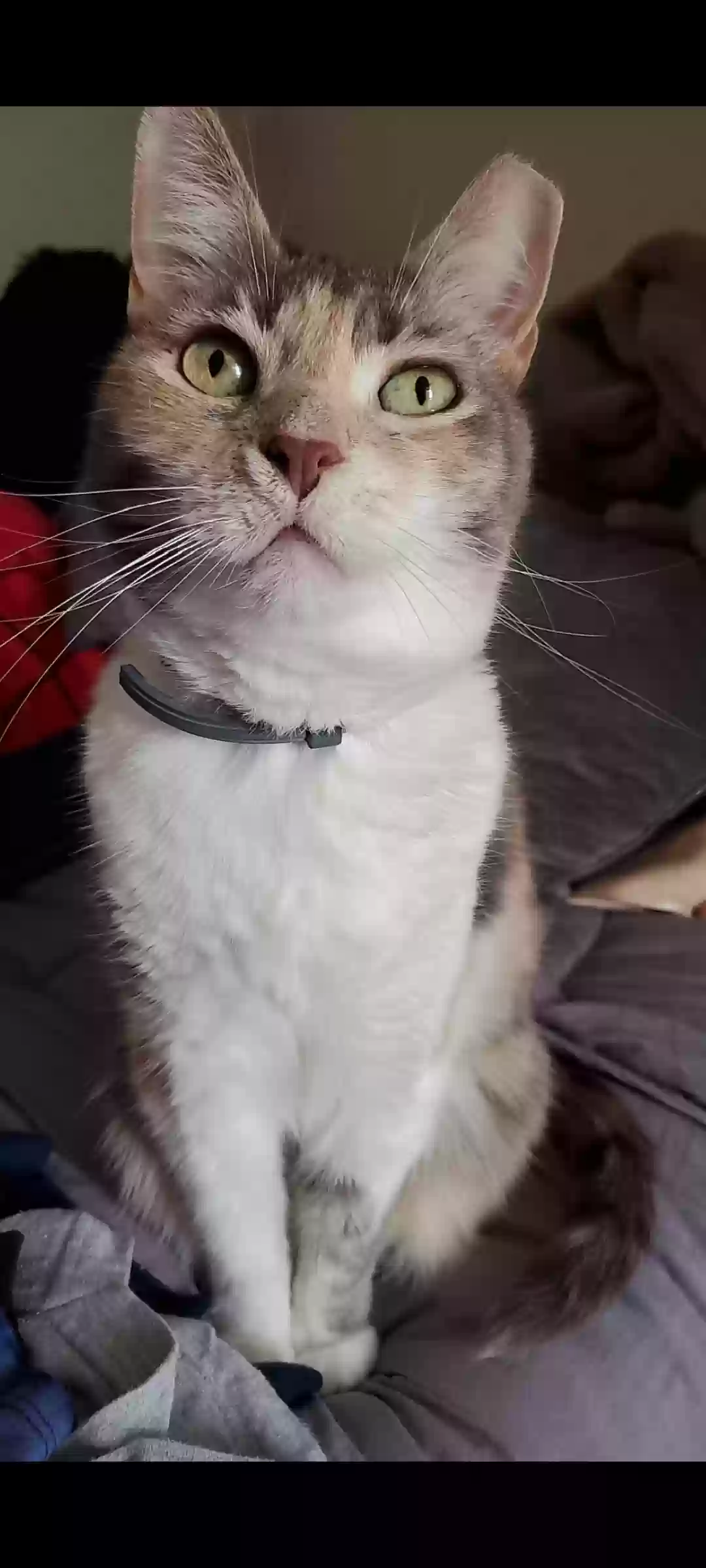 adoptable Cat in Celina,TN named Natsu