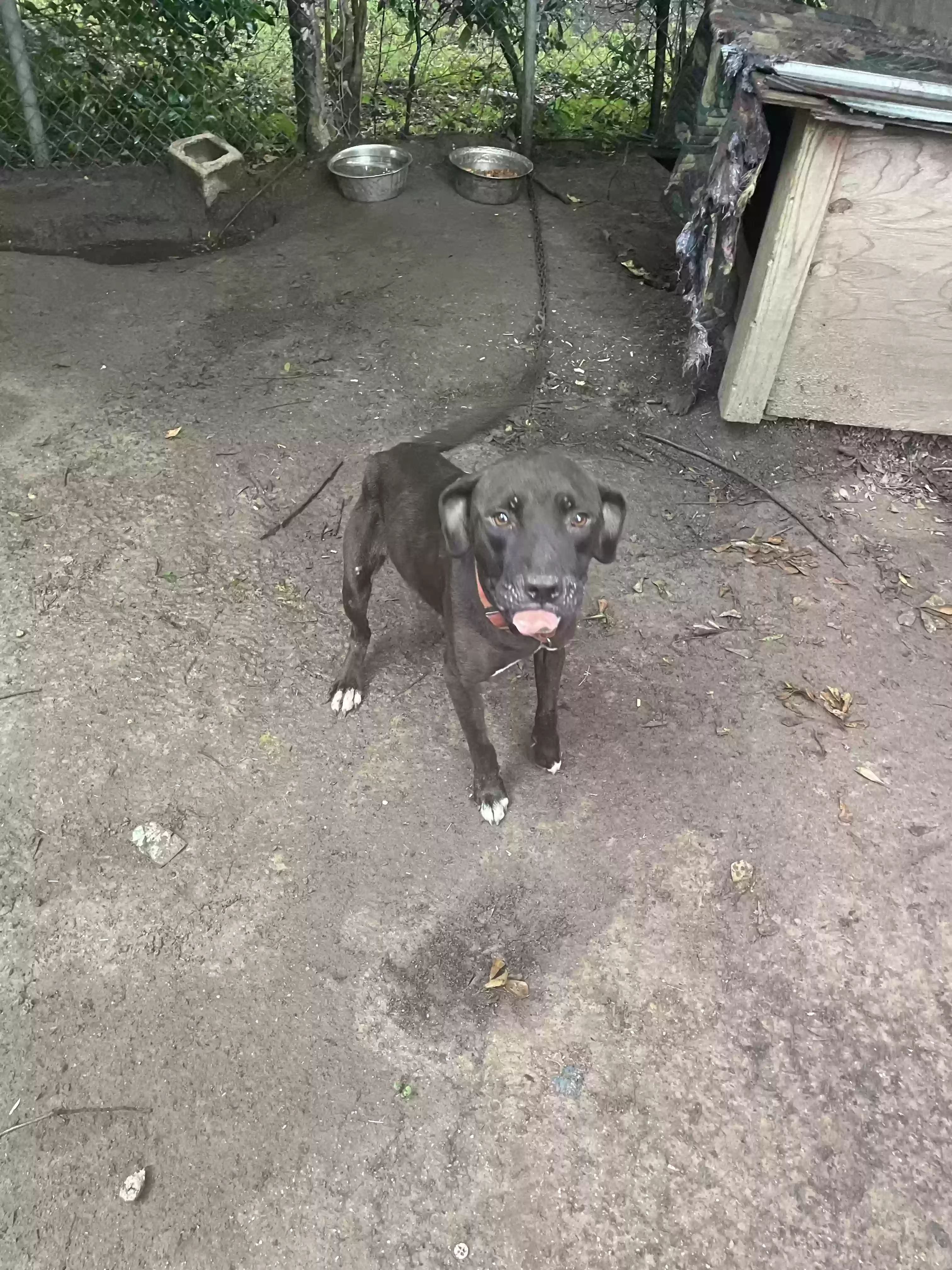adoptable Dog in Alexandria,LA named Lucky