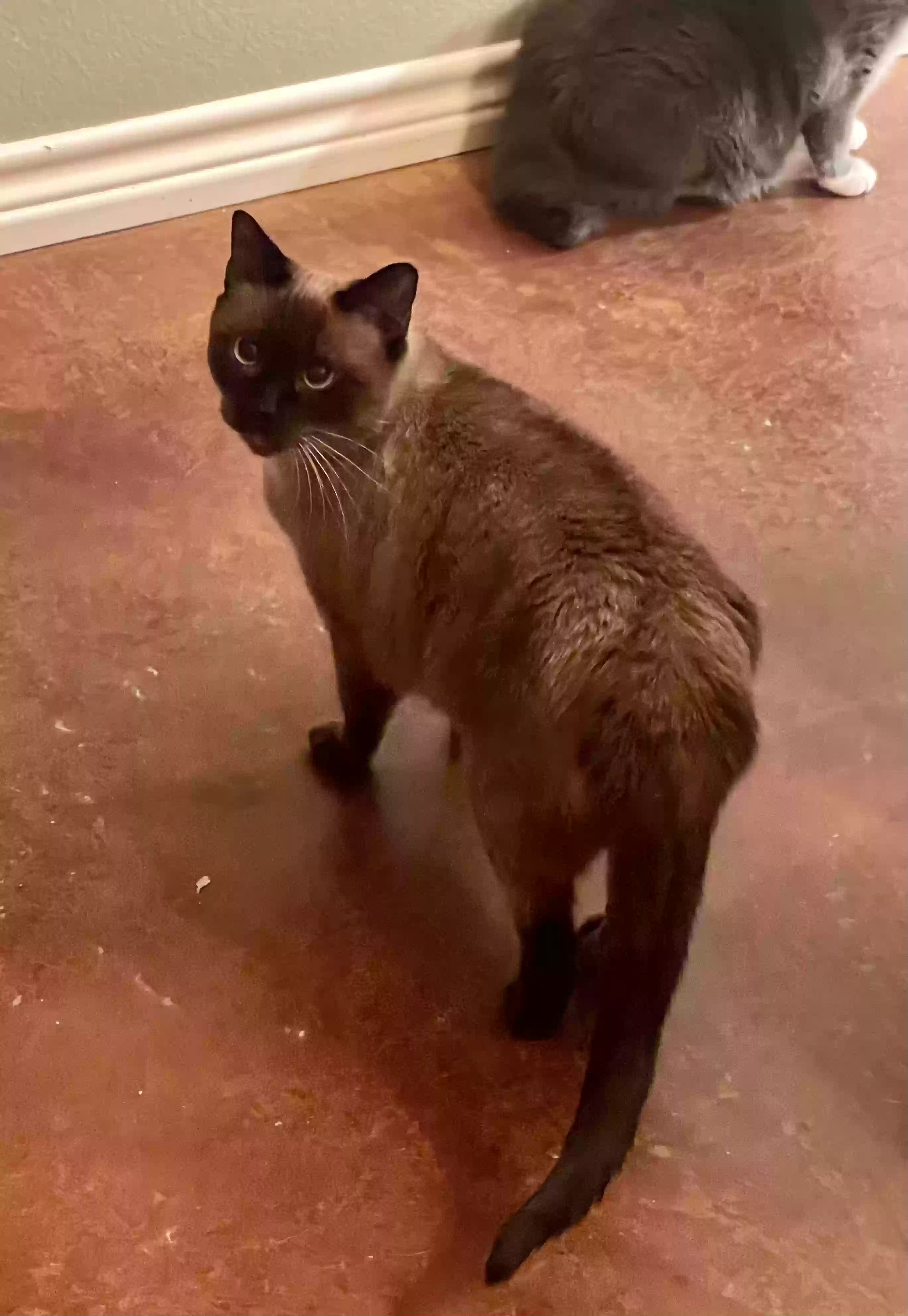 adoptable Cat in Springtown,TX named Luna