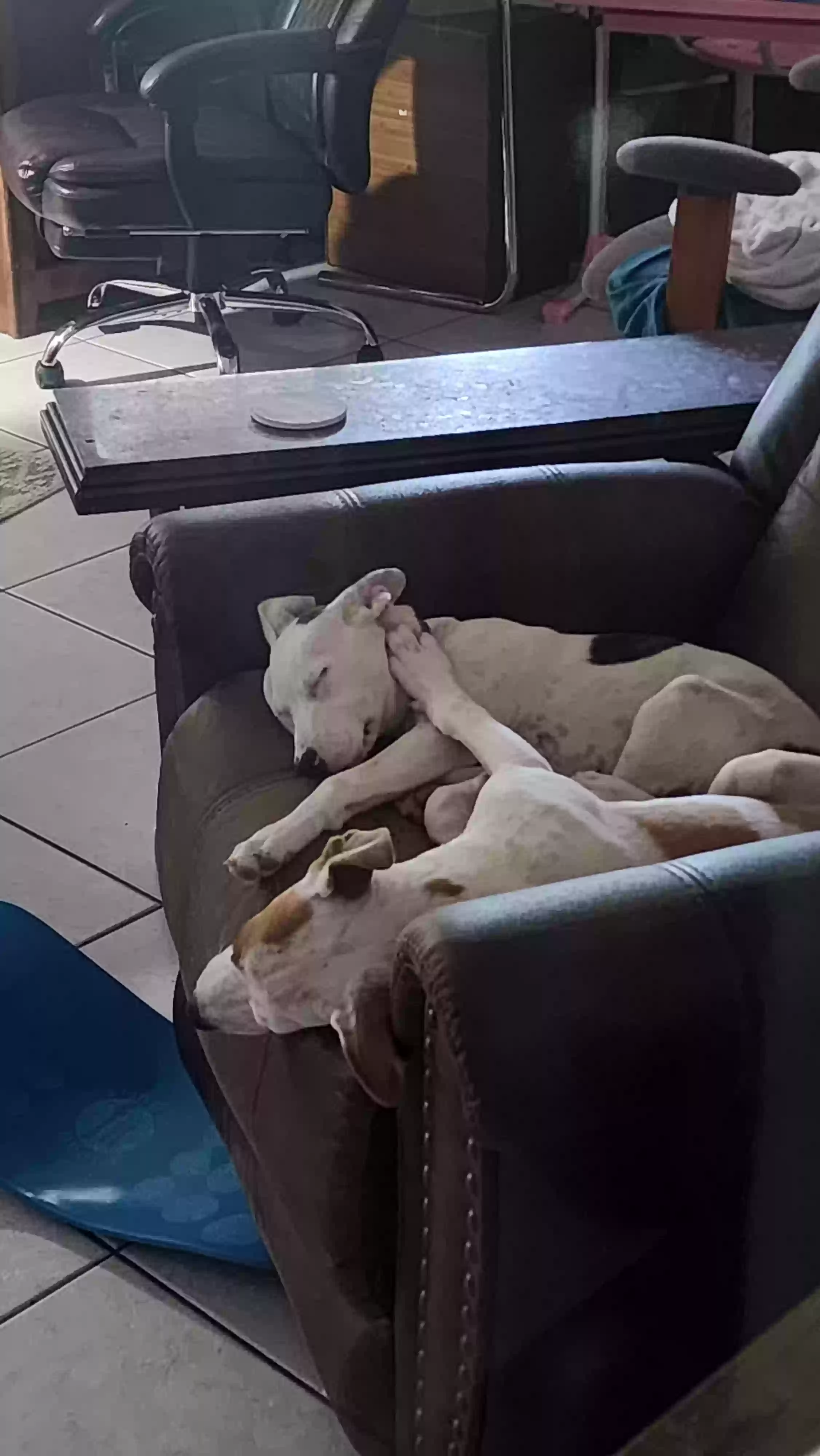 adoptable Dog in Cantonment,FL named