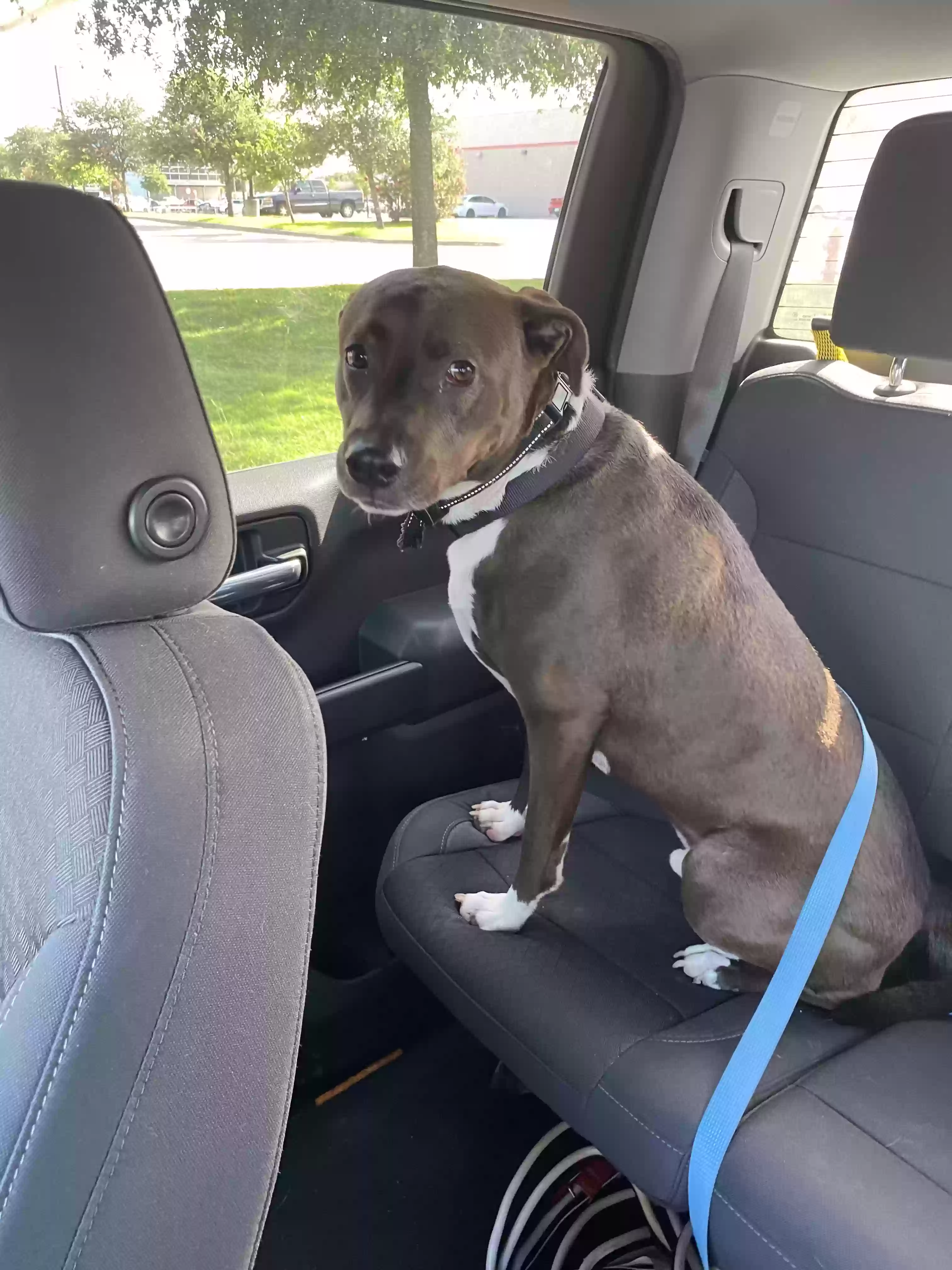 adoptable Dog in Friendswood,TX named