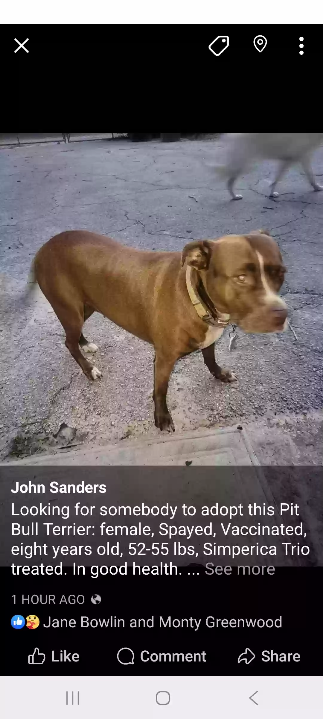 adoptable Dog in Inverness,FL named Tera