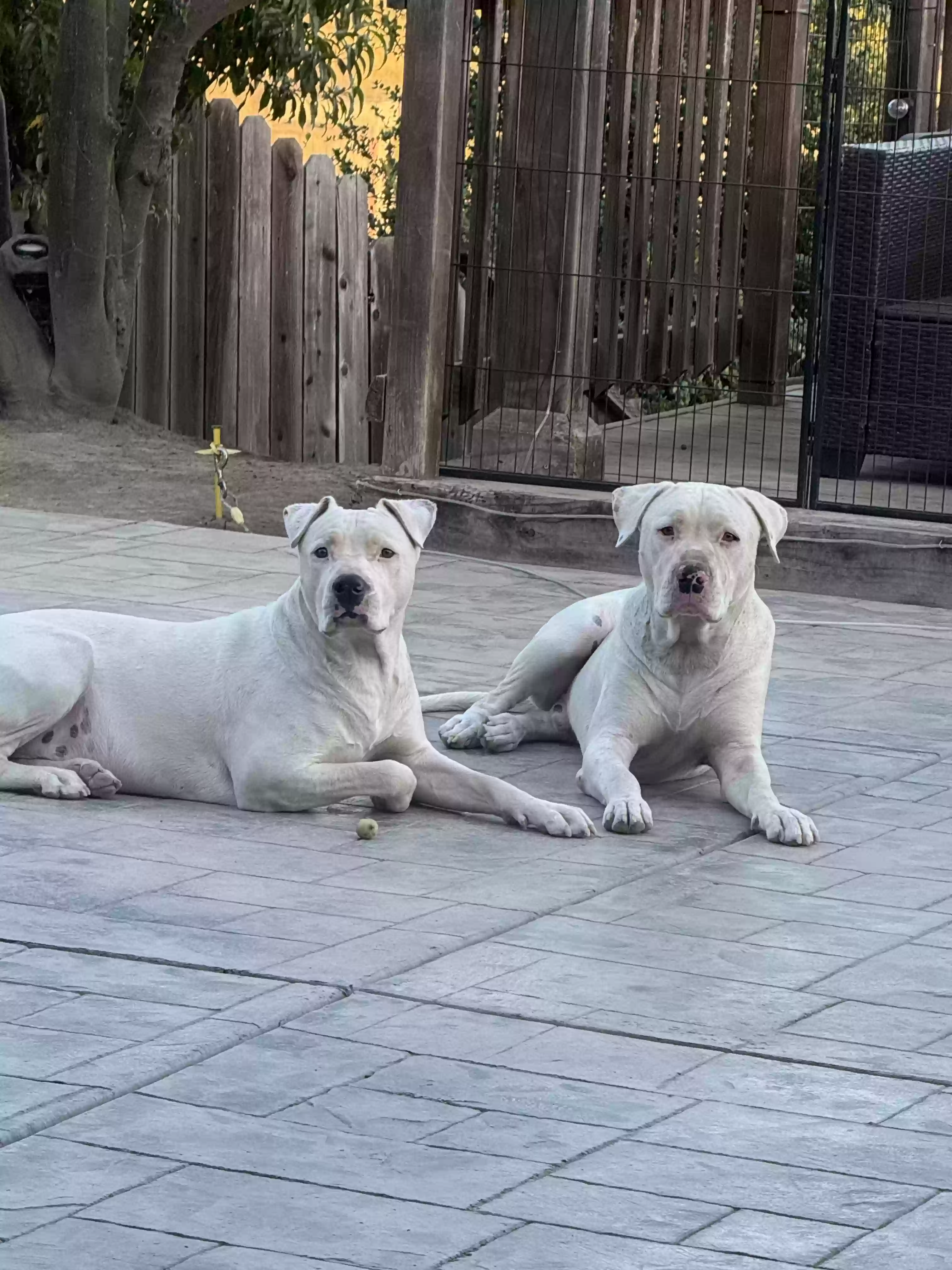 adoptable Dog in Vallejo,CA named Scary o & Deuce
