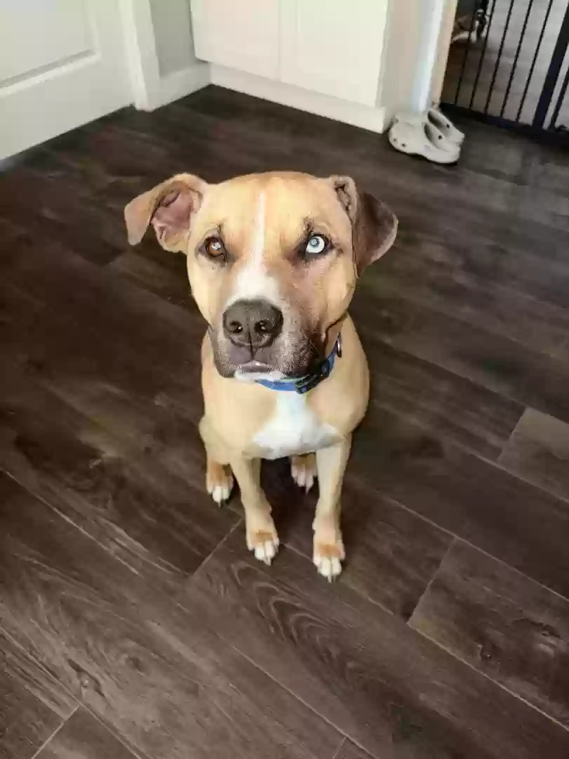 adoptable Dog in Katy,TX named Bleu