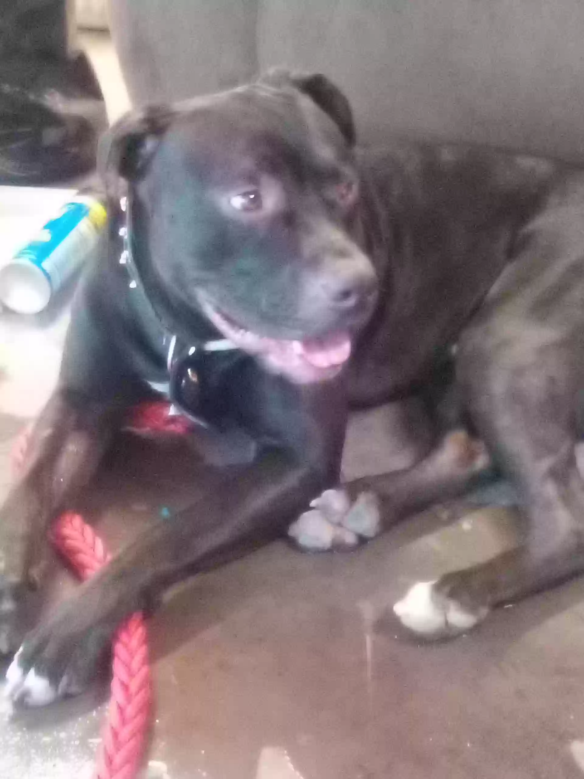 adoptable Dog in Landers,CA named Axe