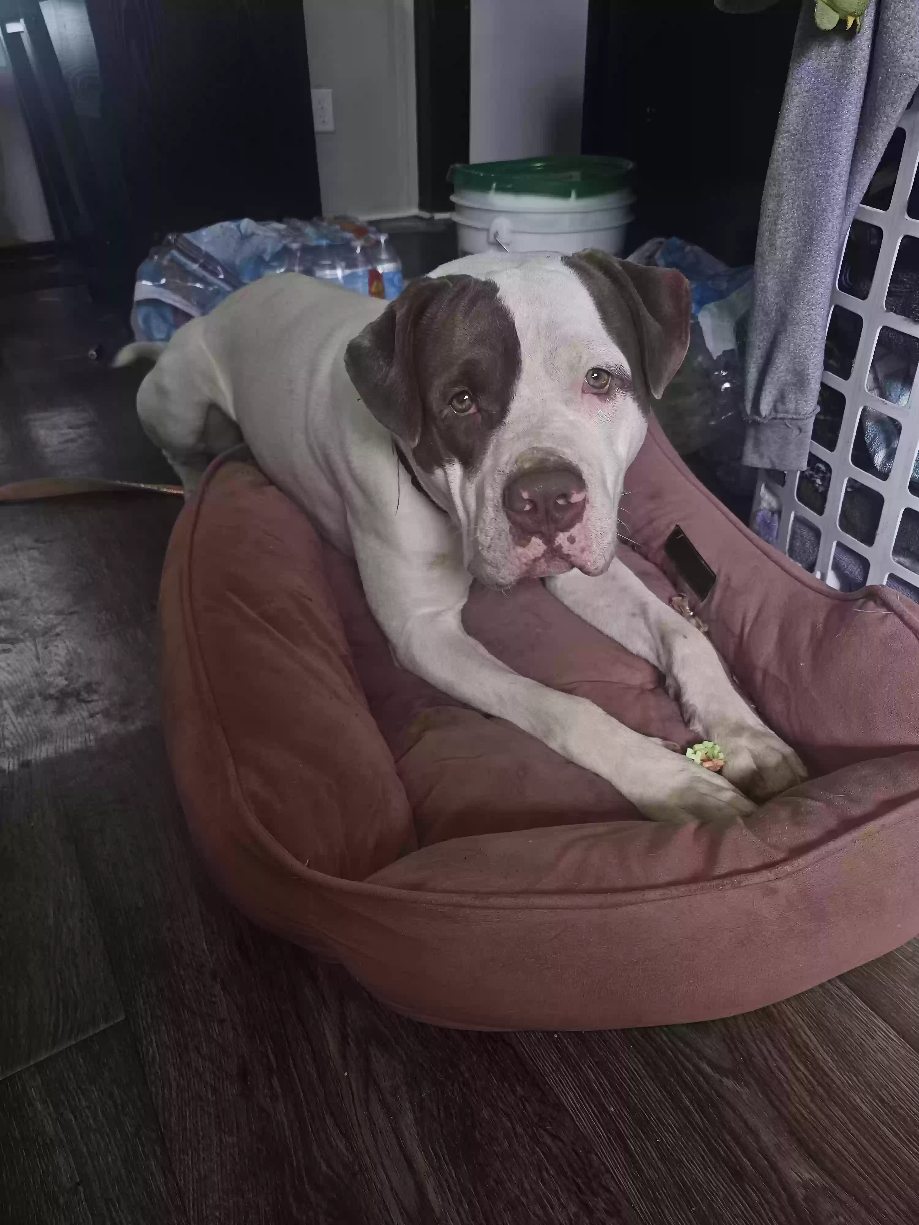 adoptable Dog in Harker Heights,TX named 