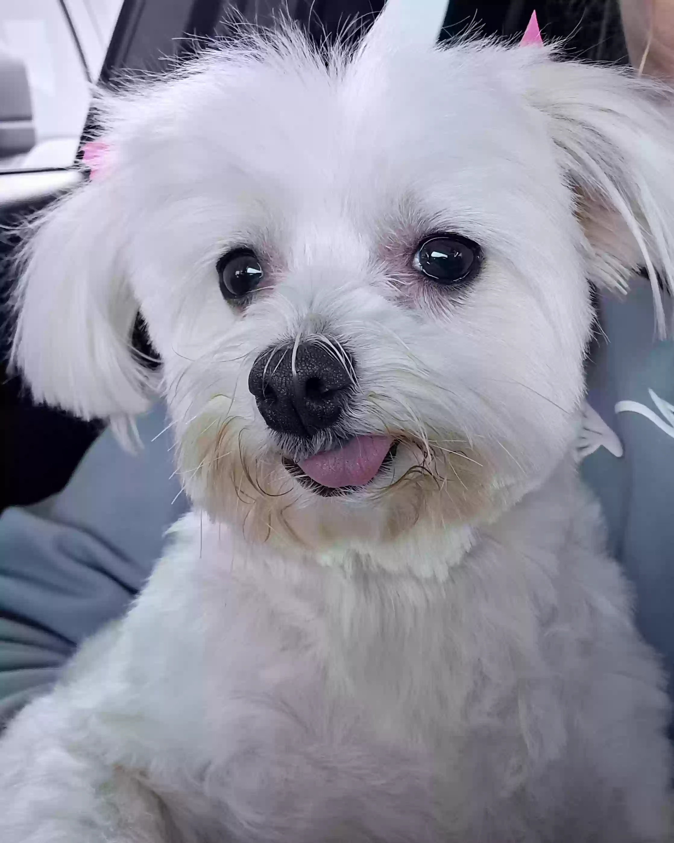 adoptable Dog in Sherman,TX named Gabby