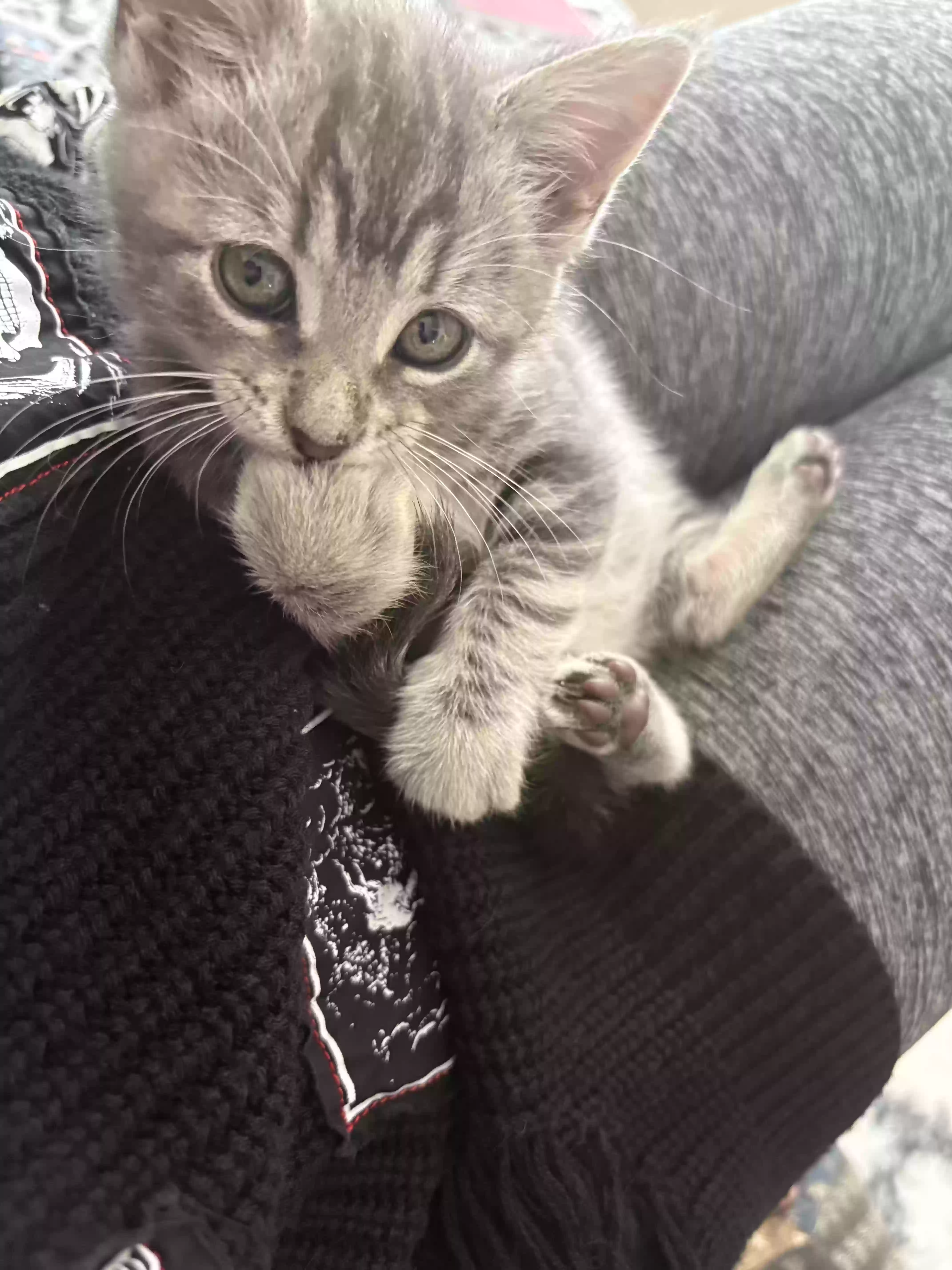 adoptable Cat in Spring,TX named Frankie