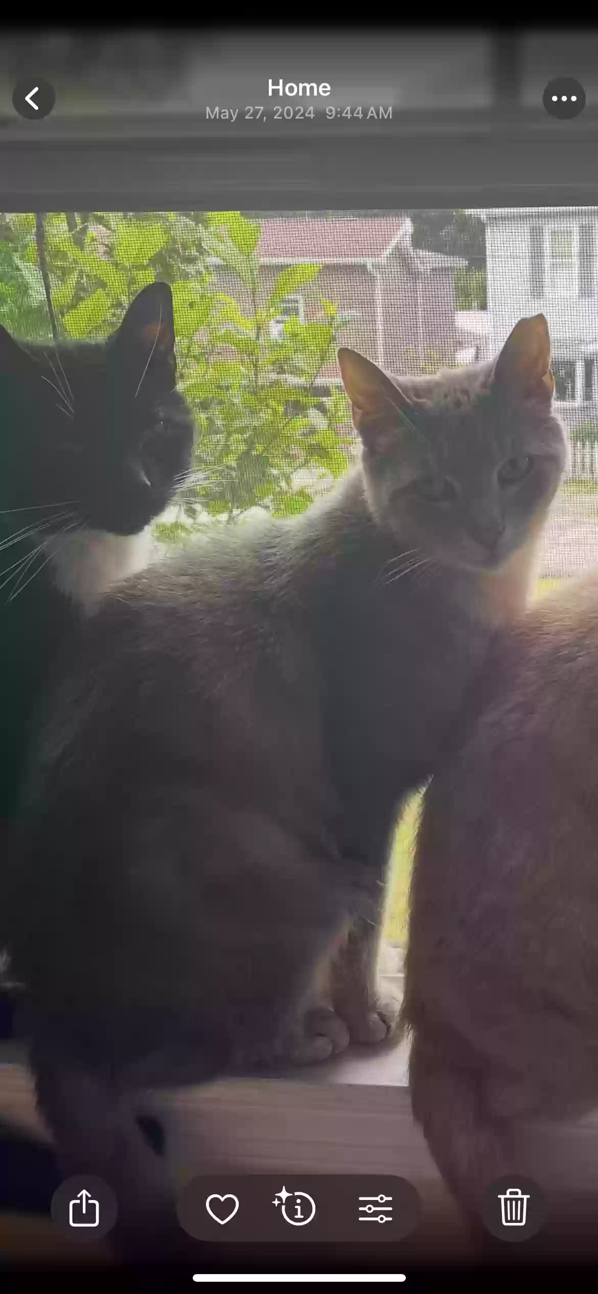 adoptable Cat in Connellsville,PA named Lulu