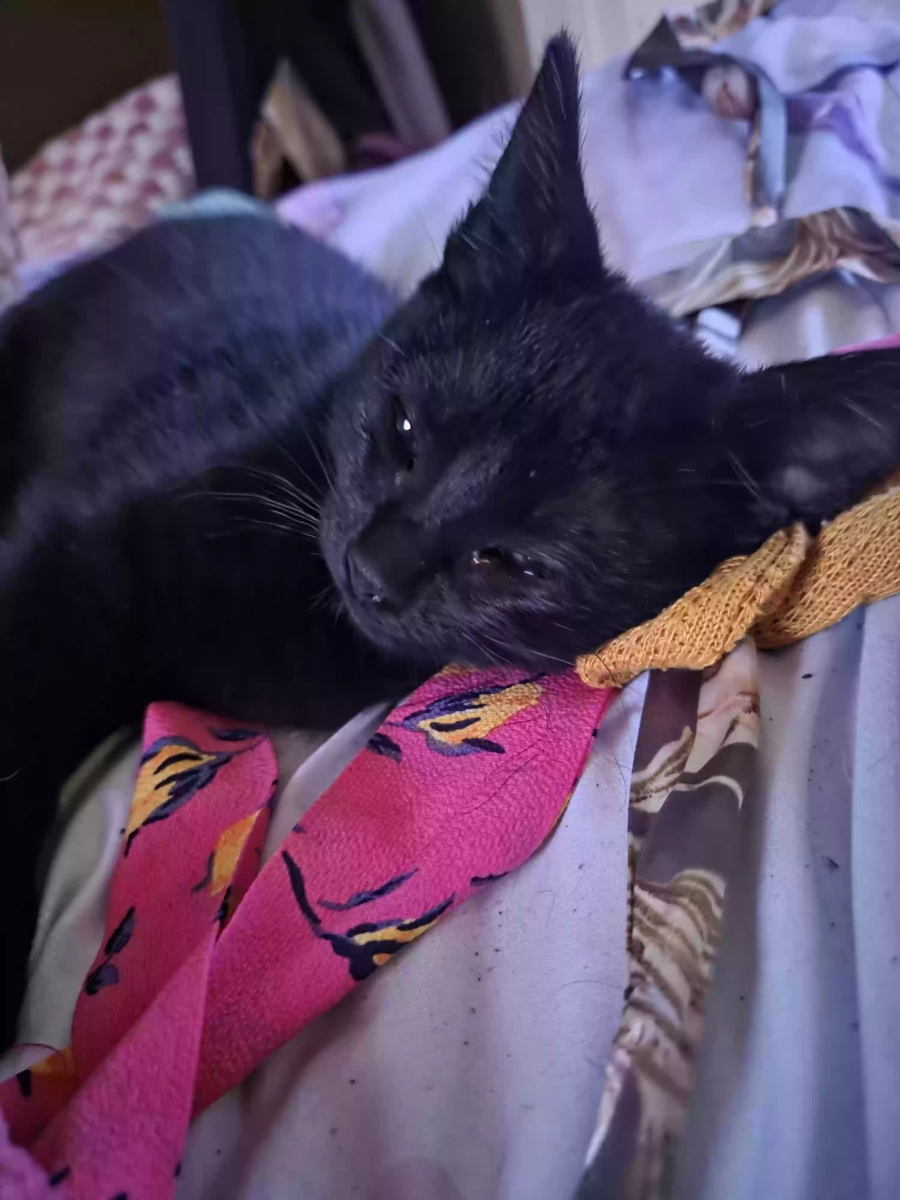 adoptable Cat in Lafayette,LA named